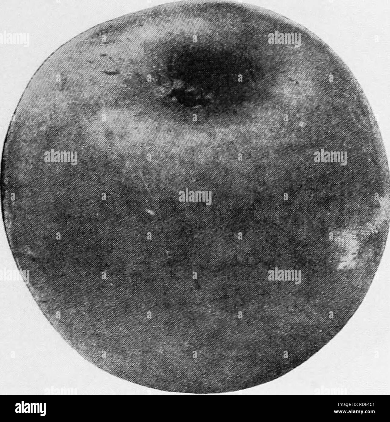 . The fruits of Ontario. Fruit-culture. 1905 FRUITS OF ONTARIO. 45 GRIMES. [GHmes Golden Pippin.). An apple that has a good re- putation in some parts as a winter dessert apple, on account of its excellent quality and its rich golden color; not planted exten- sively in the commercial orchards of Ontario. Origin : Virginia; on the farm of Thomas Grimes. Tree : vigorous, branches with knobs at base ; not hardy very far beyond north shore of Lake Ontario ; a regular, annual bearer. Grimes. Fruit : size medium ; form roundish oblong ; color rich golden yellow with russet dots ; stem slender in a d Stock Photo