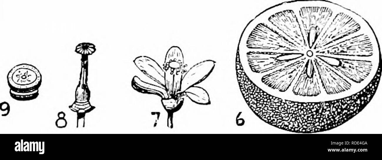. Culture of the citrus in California . Citrus fruits; Fruit-culture. A. Compound unifoliate leaf of the orange (Cti- rus aurantium). 1. Point of union, marked by an articulation; 2. Petiole, winged on either side; 3. Lamina; 4. Flowering branch of Citrus bigaradia; Sand 6. The fruit; 7. Flower complete; 8. Pistil; 9. Transverse section of ovary. (After Haldane.) is extremely doubtful, having been cultivated from a remote period of antiquity, but is supposed to belong originally to China and India. 4c. Please note that these images are extracted from scanned page images that may have been digi Stock Photo