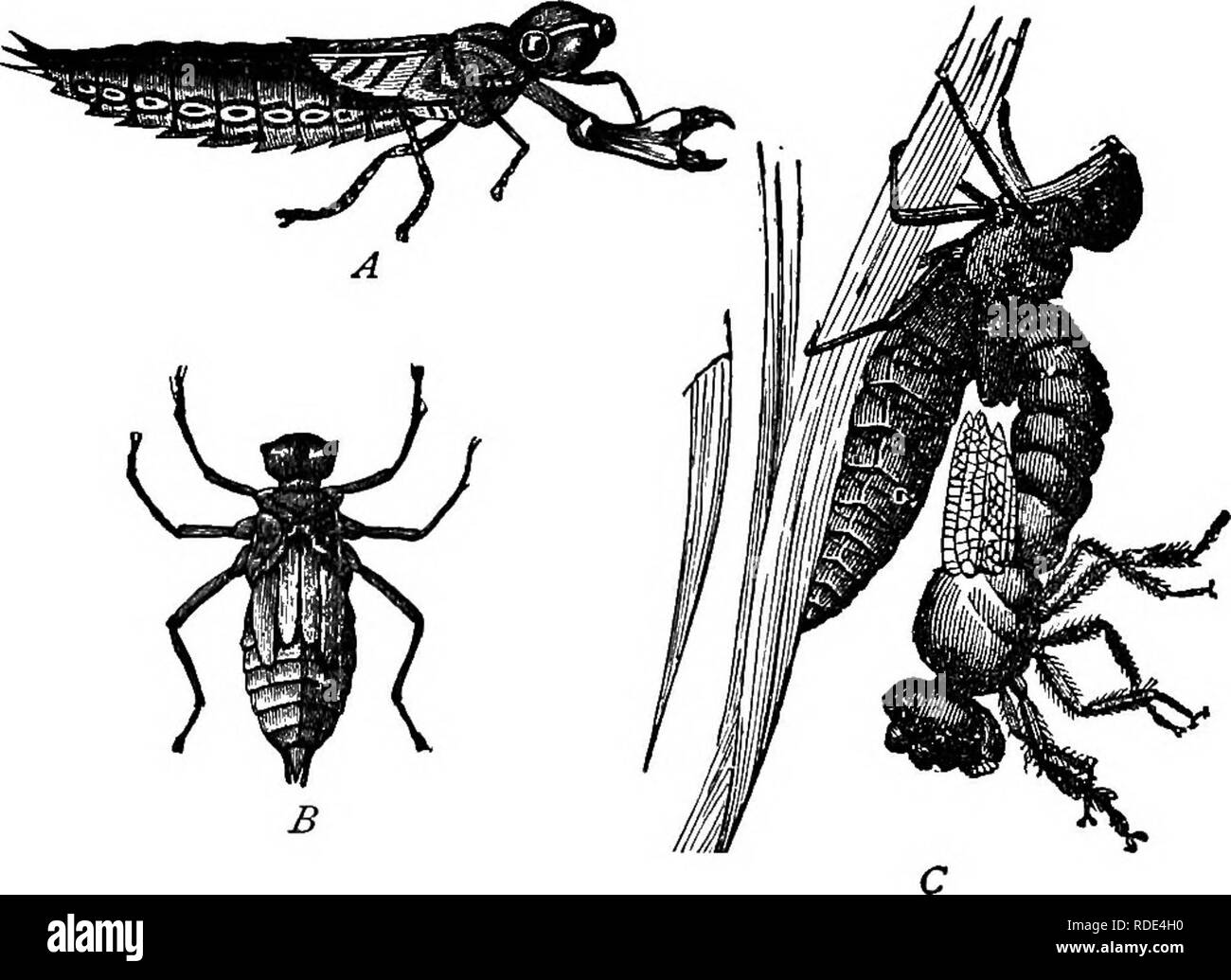 Macabrement Insect Moulting in insects Black and White Stock Photos & Images - Alamy
