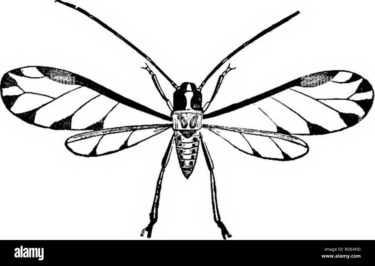 Animal activities; a first book in zoo?logy. Zoology; Animal behavior. Fig. 66.—Female and Male Aphis. moved rapidly from side to side. A careful examina- tion shows on the inside of the Animal activities; a first book in zoo?logy. Zoology; Animal behavior. Fig. 66.—Female and Male Aphis. moved rapidly from side to side. A careful examina- tion shows on the inside of the