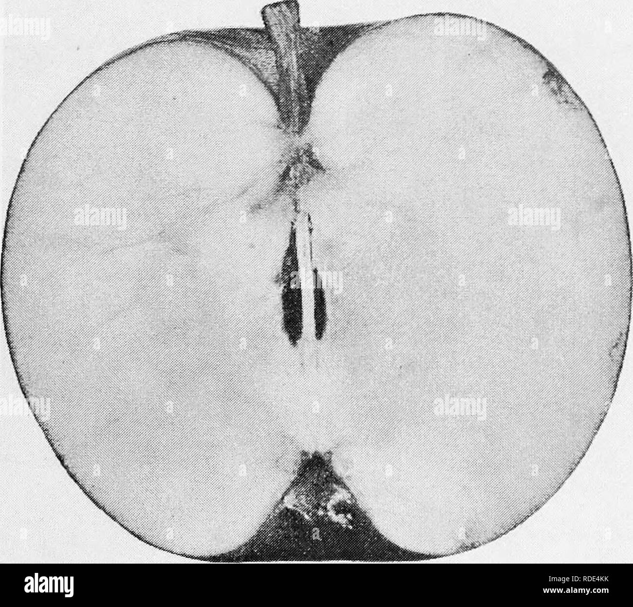 . The fruits of Ontario. Fruit-culture. Fruit : large, roundish, ovate; skin yellow, shaded and splash- ed with crimson and red, spot- ted with some russet dots ; stem heavy, three-quarters of an inch long, in a broad cavity ; calyx closed, in a deep plaited basin. Flesh : yellowish white ; tender, juicy ; flavor subacidi sprightly, aromatic. Qqality ing good. dessert fair ; cook- Value : market first class, es- pecially for export. Season : November to March. Adaptation : adapted only to the best apple districts, where it is one of the most profitable varieties.. Section of Baldwin.. Please n Stock Photo