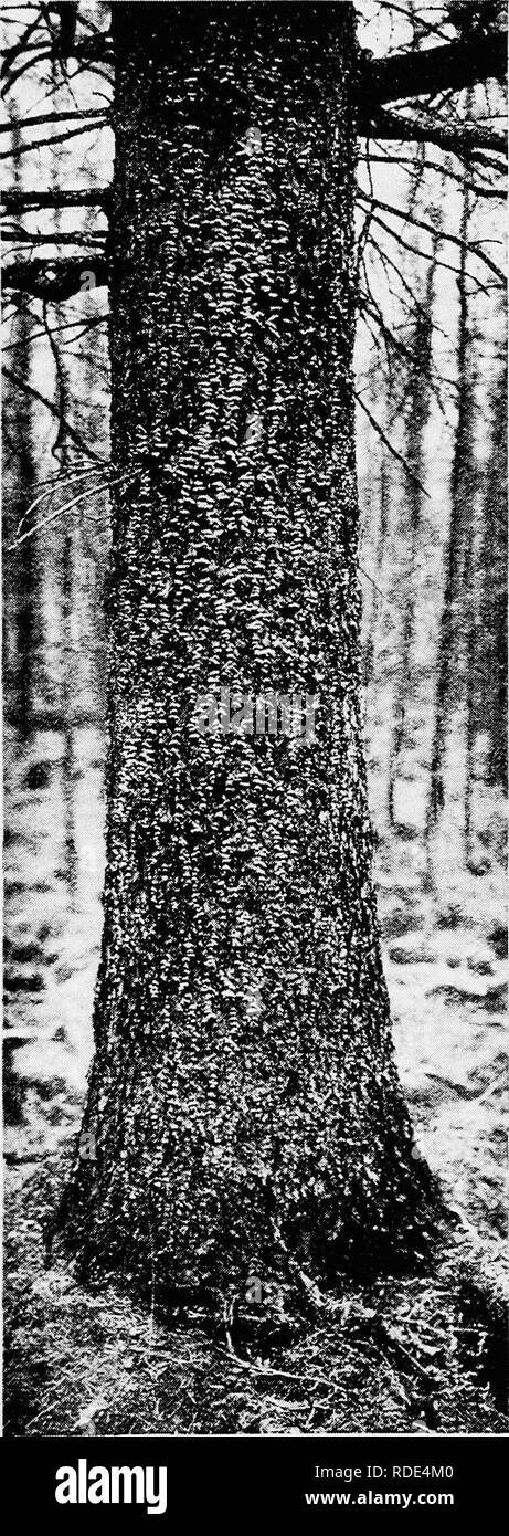 . Minnesota plant diseases. Plant diseases. Minnesota Plant Diseases.. eral fungi suffocate plants, causing death with or with- out true parasitism. A shelf fungus not uncommon in Min- nesota grows on the ground and often envelopes the bases of shrubs or sap- lings with its dark brown fruiting body. When it meets seedlings this envelopment may prevent the further growth of the host and suffocation re- sults. One of the black fungi attacks several kinds of grass plants and prevents the unfold- ing of the leaves and finally causes the death of its host plant. Stunting of plants and plant parts.  Stock Photo