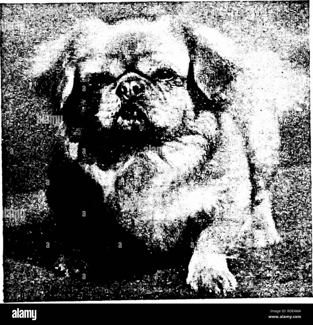 . The dog book : a popular history of the dog, with practical information as to care and management of house, kennel, and exhibition dogs, and descriptions of all the important breeds . Dogs. CHAON CHING WE Property of Mrs. M H. Cotton, New York. Presented by the Empri ss Dow- ager to Miss Clara Kilboume, in 1Q02. Pkotosraph by IV. Ba-ily, A rdmore LI HUNG CHANG Property of Mr. Albert Graff, Philadelphia. Please note that these images are extracted from scanned page images that may have been digitally enhanced for readability - coloration and appearance of these illustrations may not perfectly Stock Photo