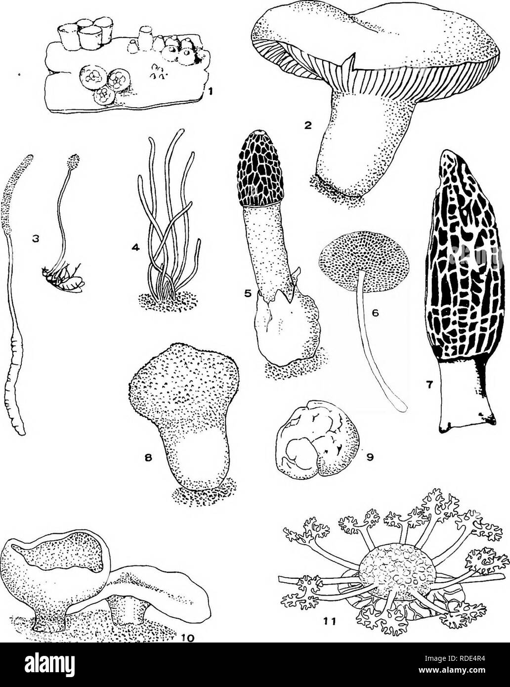 . Minnesota plant diseases. Plant diseases. 24 Minnesota Plant Diseases.. Fig. 10.—Various of the most common kinds of fruiting bodies of fungi, 1. Birds-nest fungus. 2. A gill fungus. 3. Caterpillar fungus, one on grub and other on fly. 4. Club fungus. 6. Carrion fungus. 6. Pore fungus. 7. A morel. 8. Puff-ball. 9. Truffle. 10. Cup fungus. 11. Sac-spore-capsulc of powdery mildew (highly magnified). 1-8. After Engler and Prantl; 10, After Rehm; 9 and l&quot;&quot;, after Tulasne.. Please note that these images are extracted from scanned page images that may have been digitally enhanced for rea Stock Photo