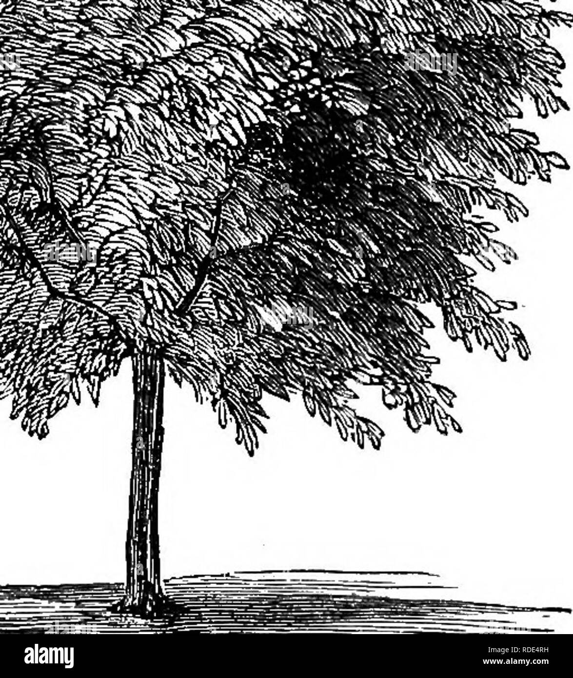 . Popular deciduous and evergreen trees and shrubs, for planting in