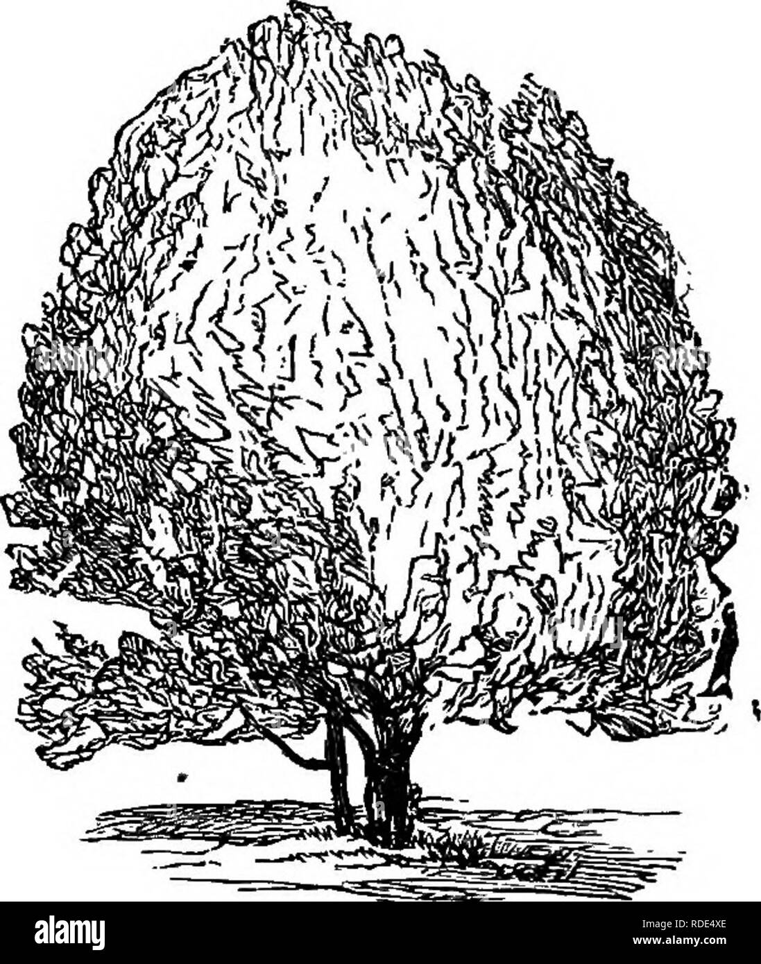 Dwarf deciduous shrub Black and White Stock Photos & Images - Alamy