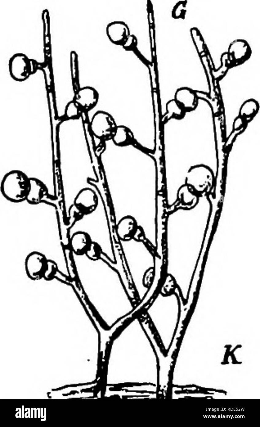 . The fungi which cause plant disease . Plant diseases; Fungi. THE FUNGI WHICH CAUSE PLANT DISEASE 587 the injured cuticle and causing rot. A ring of pink conidiophores and conidia is formed around the margin of the scab. Inoculation tests showed the fungus unable to penetrate through sound cuticle though it readily made entrance through wounds. It has been occasionally reported on living twigs and leaves and as a common saprophyte has long been known. The first account of it in America was from New York ^^ in 1902 though it was described in 1899 as injuring pears in Germany.^^^ Mycogone Link  Stock Photo