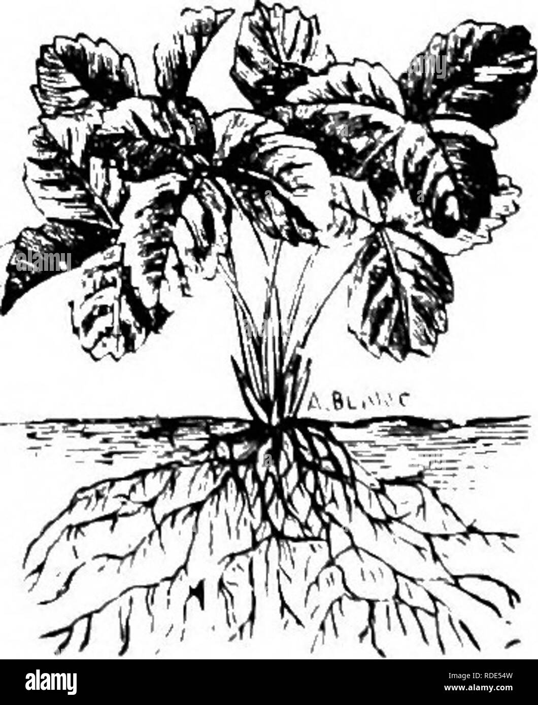 . Principles of plant culture : an elementary treatise designed as a text-book for beginners in agriculture and horticulture. Horticulture; Botany. Fig. 132. Fig. 133. Fig 132. Rool3 of tree properly planted. Fig. 133. Same improperly planted. necessarily crowed out of their natural position, and the earth was thrown in so loosely that it comes in con- tact with onh' a part of the root surface. F'li- iM. Fig 13^ Distortion of Fig. 134. Strawberry plant too deeply planted. Fig. 135. Same planted too shallow. the roots of trees and shrubs at plant- ing probably causes abnormal root growths that  Stock Photo