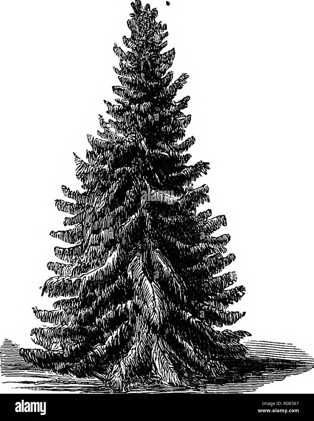 . Popular deciduous and evergreen trees and shrubs, for planting in parks, gardens, cemeteries, etc., etc.. Evergreens; Trees; Shrubs. Y2 LAWN AND SHADE TBEE8. The Nokdman's Fib. Picea Jfordmaniana.—^THs is an old variety, but comparatively rare. It is of rapid growth, with rich green foliage, that attracts attention at once. It is per- fectly hardy, and should be more generally grown and planted. The PrNSAPO Fir. Picea Pinsapo.—This is an elegant tree, with short, roundish, sharp-pointed leaves, set thick around all. Fig. 37.—The Ameeioan White Spruce. its branches and shoots, giving the tree Stock Photo