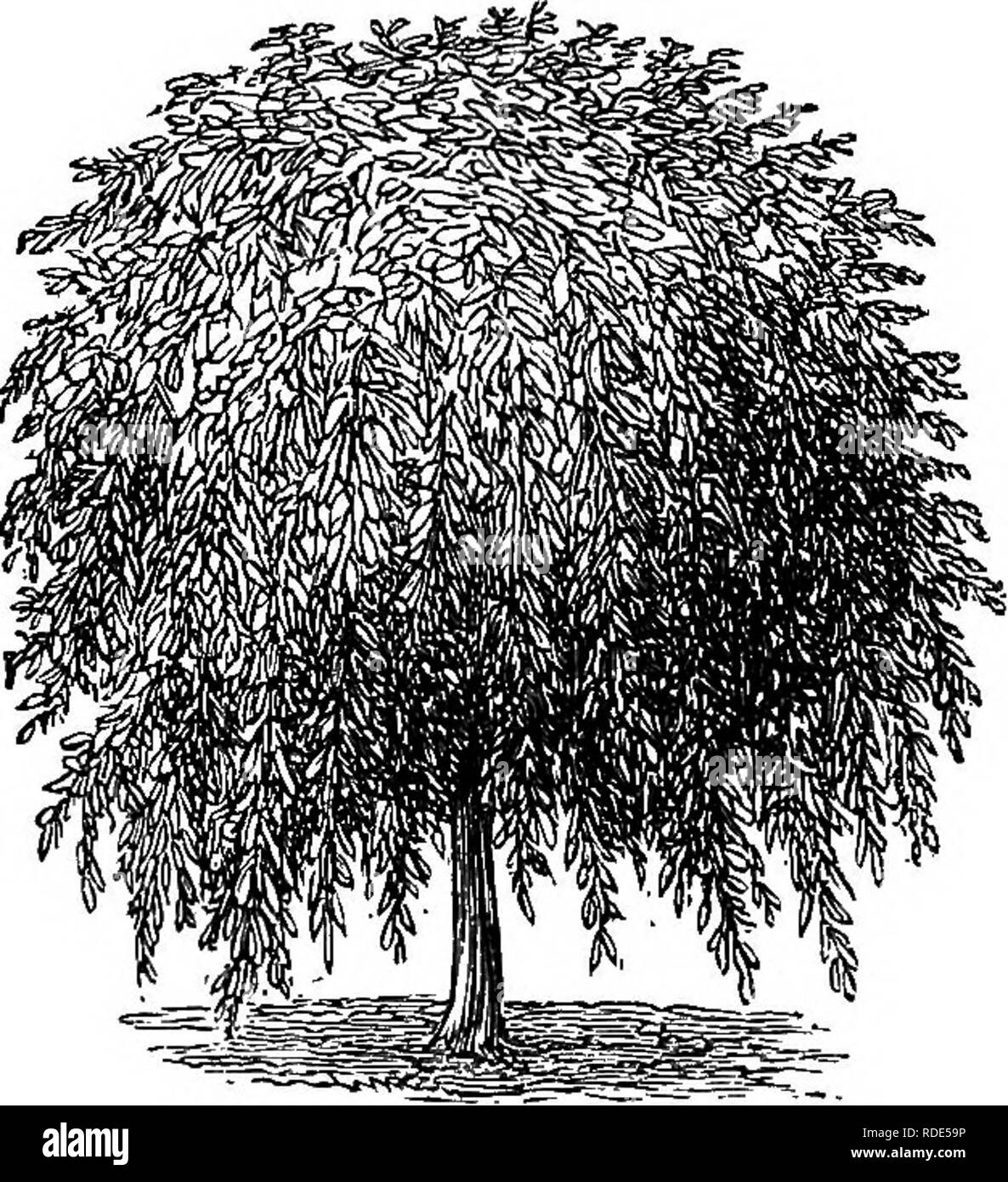 . Popular deciduous and evergreen trees and shrubs, for planting in parks, gardens, cemeteries, etc., etc.. Evergreens; Trees; Shrubs. 64 LAWN AND SHADE TREES. The American, oe FotrNTAnsr Willow—SaUa; Americana, pendula.—A variety with very slender, graceM branches, which droop perpendicularly, like so many cords, that, taken with its light and comparatively sparse foliage, form for it one of the most airy and pleasing weepers in the whole list. It is admir- ably adapted for planting upon small lots in cemeteries. The Kilmarnock Willow—Salix capvea pendula.—We know of no one weeping tree that  Stock Photo