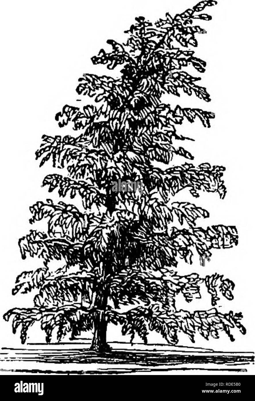 . Popular deciduous and evergreen trees and shrubs, for planting in parks, gardens, cemeteries, etc., etc.. Evergreens; Trees; Shrubs. WEEPmO DECIDUOUS TEEES. 47 The Gold-Bakkbd &quot;Weeping Ash—Aurea pmdula.—This is a singular variety, because of its bright, golden-yellow bark, which gives it a striking appearance when devoid of foliage. In growth and habit it is similar to the last-named. The Lentiscus-Leaved WBEprNG Ash—Lentisdfolia pmdula. —A tree of later introduction than the two preceding. Equally rapid in its growth, but with branches more slender and grace- ful. It is much the most b Stock Photo