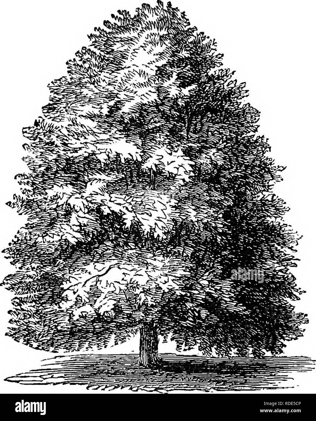 Trees grown for seeds Black and White Stock Photos & Images - Alamy