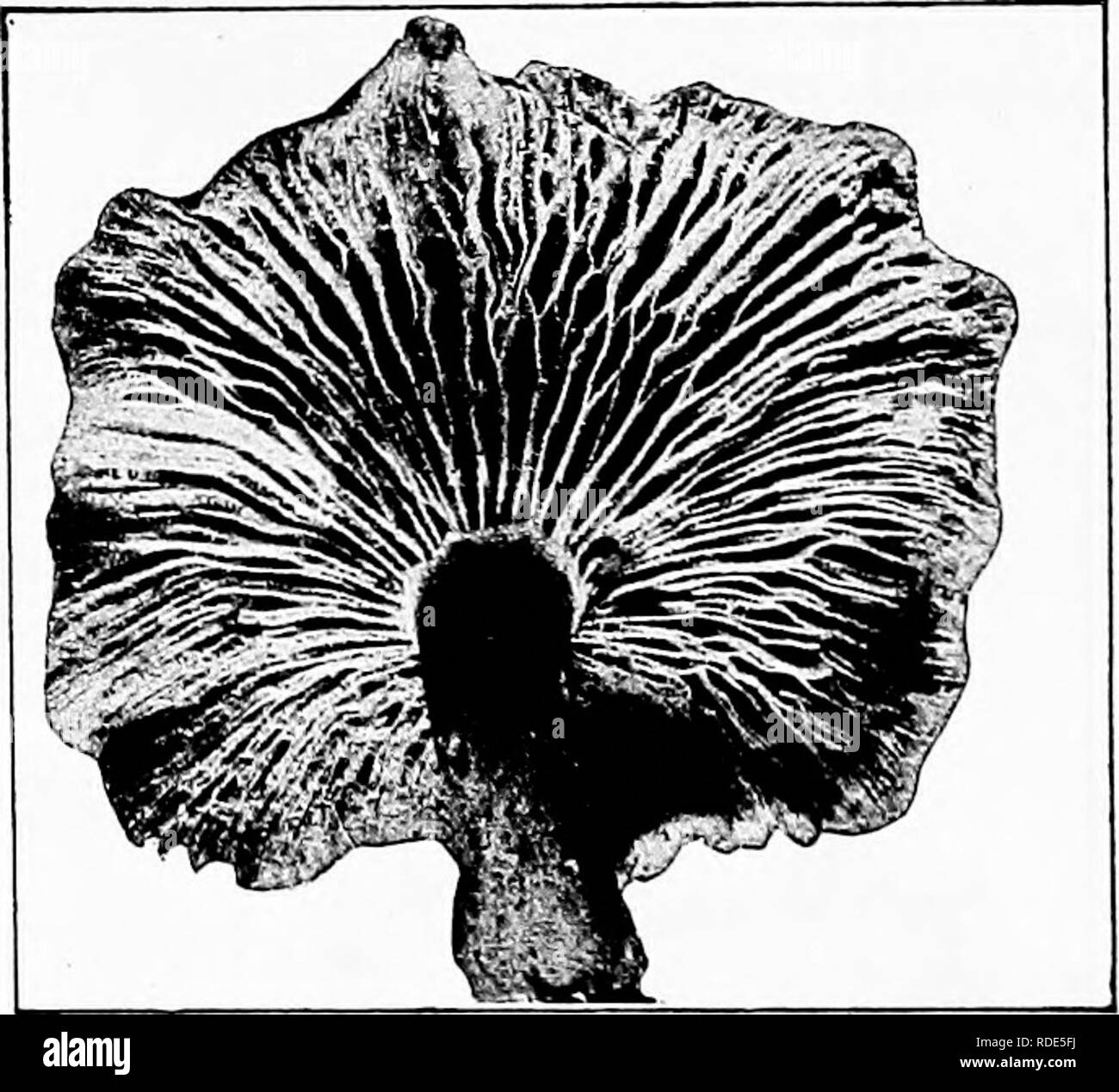 . The fungi which cause plant disease . Plant diseases; Fungi. Fig. 329.—CoUybia velutipes. After Lloyd. A common saprophyte which is reported by Stewart ^&quot;^ as the probable cause of death of the horse-chestnut. It has also been reported in Europe as a parasite. Tricholoma Fries (p. 450) Stout and fleshy, stipe rnd pileus of the same sub- stance; gills sinuate or ad- aate. Fig. 330. T. rutilans Scha. occurs on pine roots; T. saponaceum Fr. on various tree roots. Mycena Fries (p. 450) Small; pileus usually bell- shaped, rarely umbilicate, membranous and more or less striate, at first with  Stock Photo