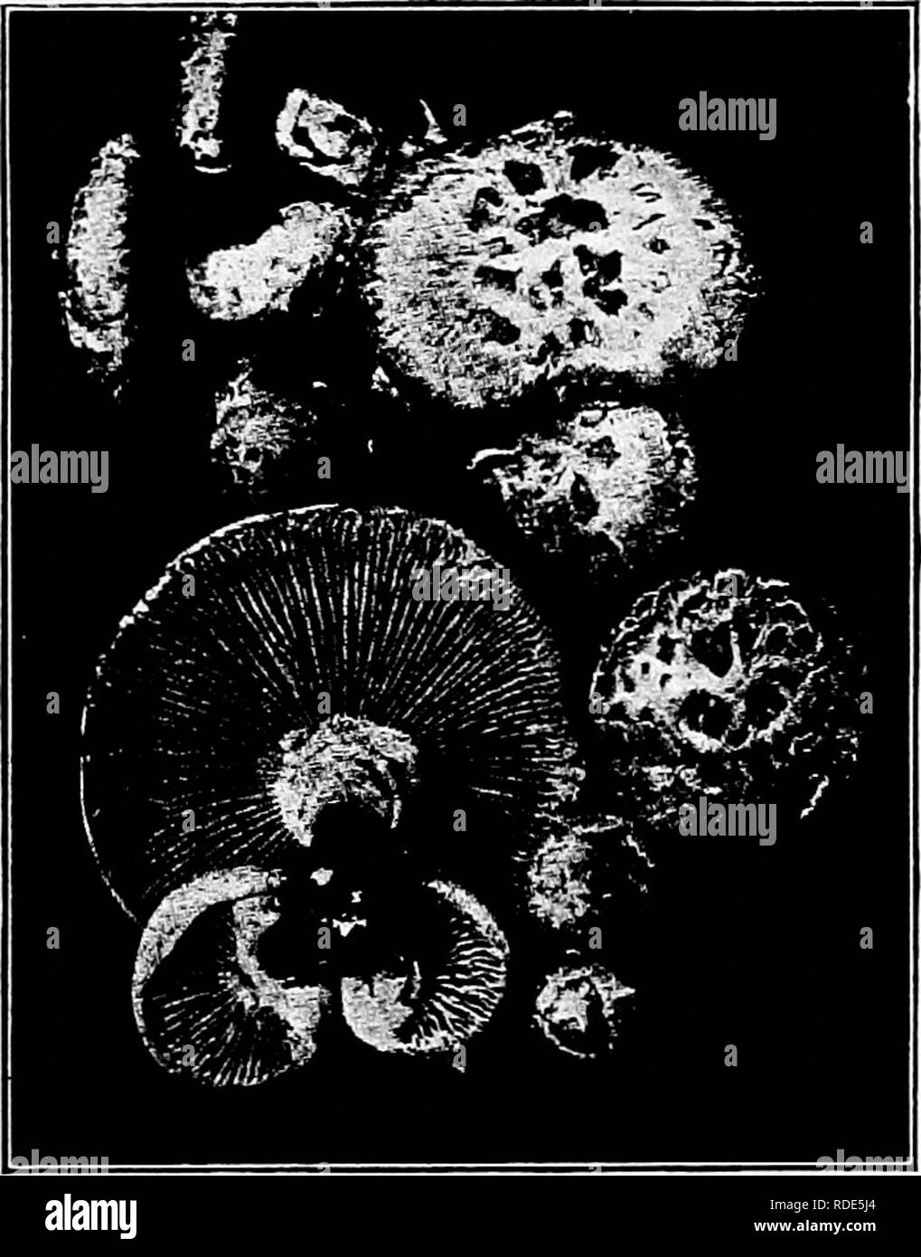 . The fungi which cause plant disease . Plant diseases; Fungi. 446 THE FUNGI ^^â H1CH CAUSE PLANT DISEASE L. conchatus (Bui.) Schr. is found on birch, poplar, aspen. L. lepideus '^^ Fr. on pine, birch, etc.. Fig. 017.âLentinus lepideus. After Clements. Panus Fries (p. 445) This genus is very close to Lentinus from which it is separated by the character of the gills which have an entire edge. P. stipicus (Bui.) Fr. is perhaps parasitic occasionally.â¢ Marasmius Fries (p. 445) Sporophore tough, withering, often reviving in renewed moisture; pileus, with few exceptions, regular, thin, leathery, w Stock Photo