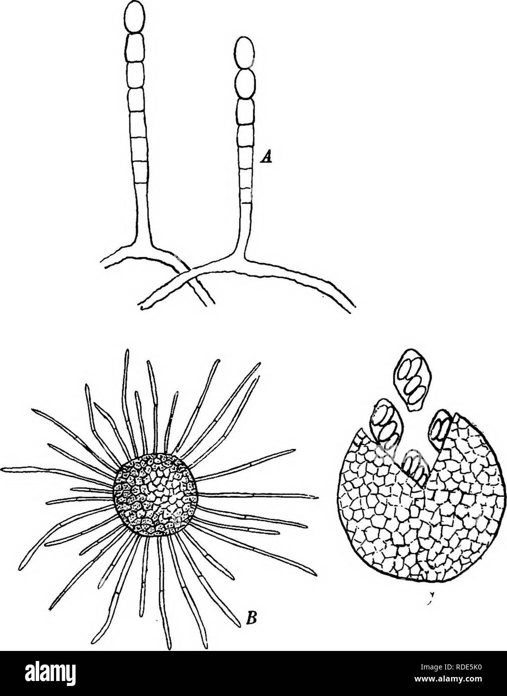 Fungoid and insect pests of the farm. Agricultural pests. 50 Mildews [CH..  Kg. 17. Erysiphe graminu. A, conidiophores bearing conidia; B, a spore case  with appendages; C, a spore case which