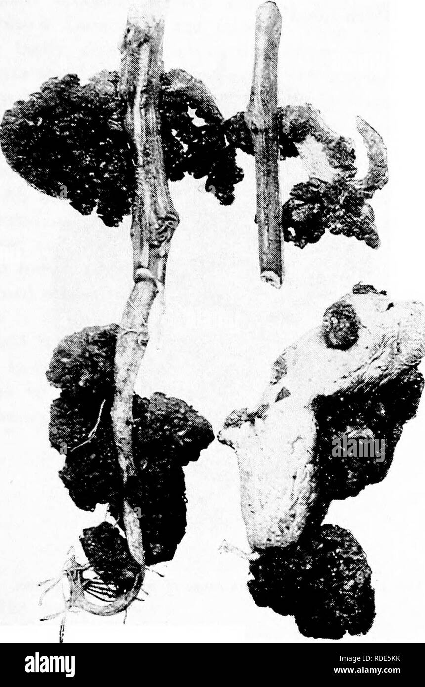 . Fungoid and insect pests of the farm. Agricultural pests. [II] Finger and Toe, and Wart Disease 45. Kg. 1*. Outgrowths on the tubers and leaves of the potato plant caused by Synchylrium endobiotica. (After Massee.). Please note that these images are extracted from scanned page images that may have been digitally enhanced for readability - coloration and appearance of these illustrations may not perfectly resemble the original work.. Petherbridge, Frederick Robert. Cambridge : University Press Stock Photo