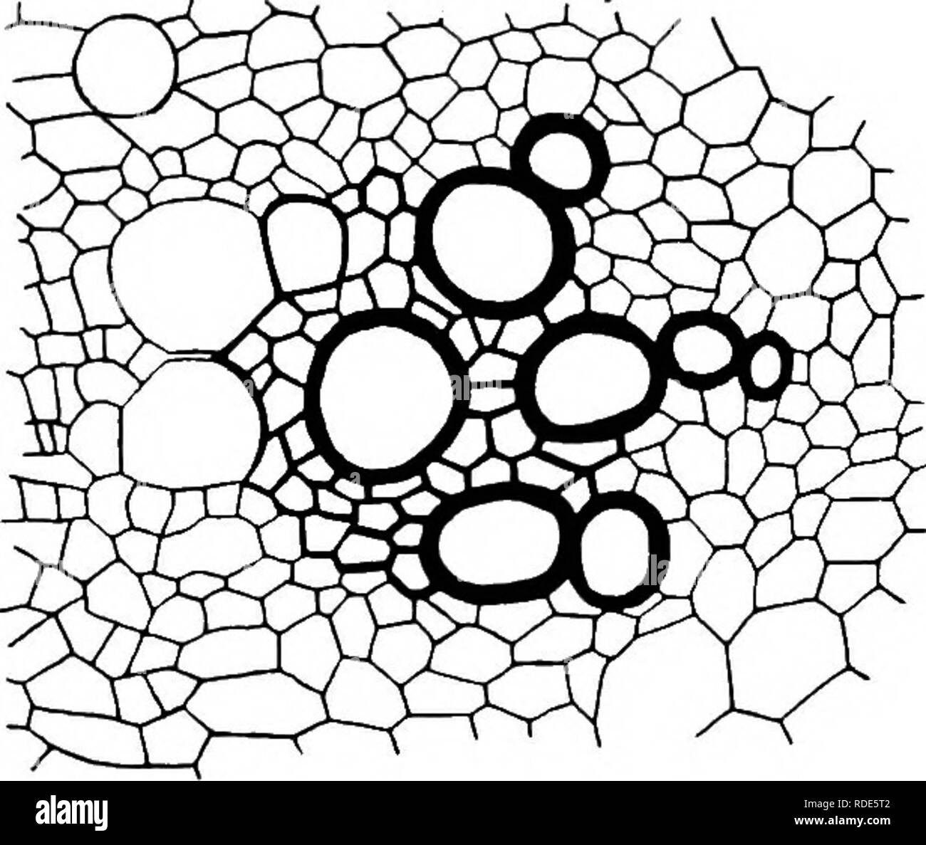 . Principles of plant culture : an elementary treatise designed as a text-book for beginners in agriculture and horticulture. Horticulture; Botany. 50 Princrj&gt;Ies of Plant Culture. lets. In the roots, they divide in a similar manner, extend- ing lengthwise through all the branches and branchlets. Fig. 20 shows a cross section of a vascular bundle of the sunflower.. Fig. 19. Showing cross section of a vascular bundle of the common sunflower, (Helianthus annuua). Highly magnified. {After Piantl). See also Fig. 20. The threads in the stalk of Indian corn and the leaf stem of the plantain (Plan Stock Photo