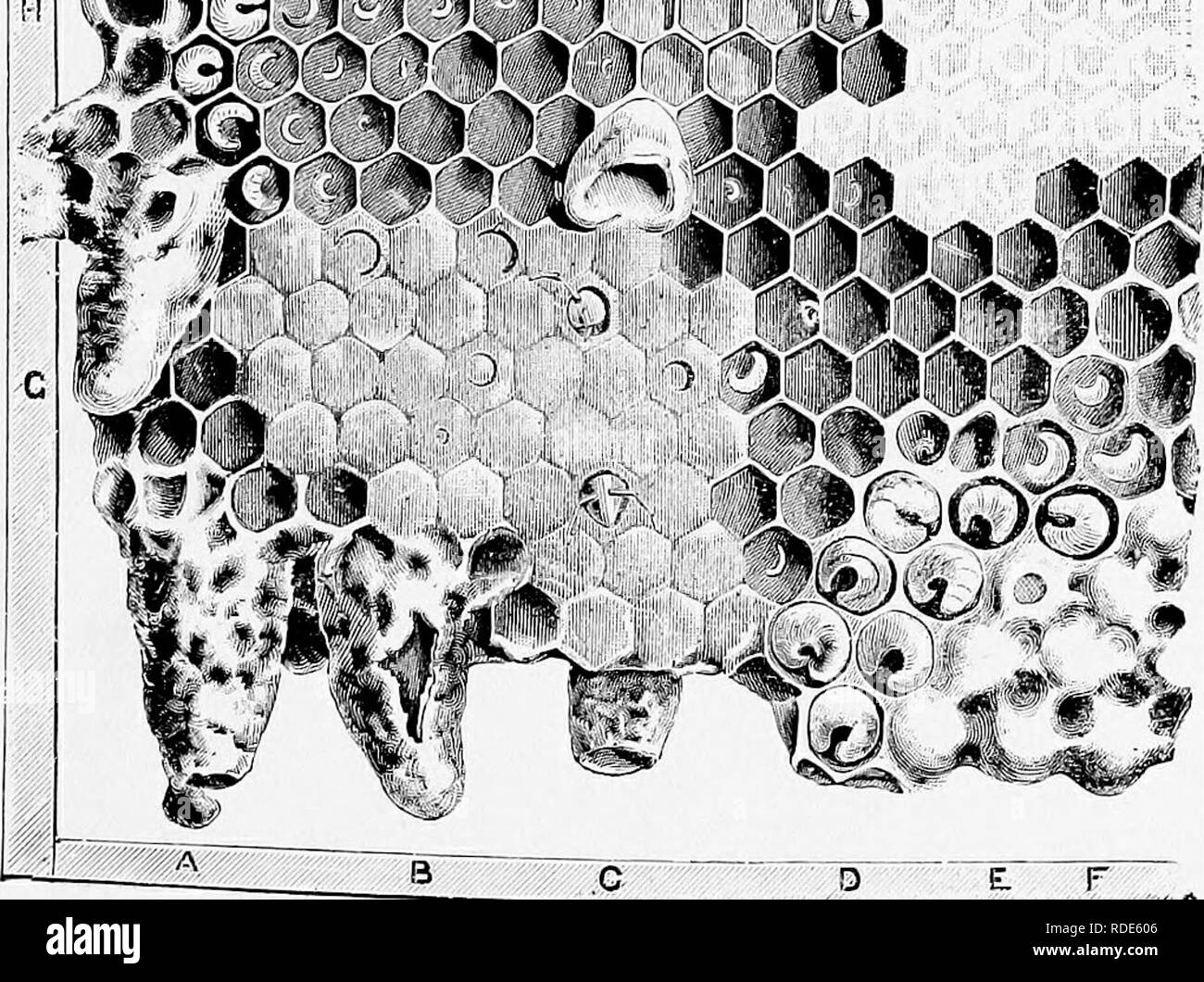 . Instruction in bee-keeping for the use of Irish bee-keepers . Bees. Queen. Drone. Fig. 2.—The Honey Bee.1 (Prom &quot; Bees and Bee-keeping,&quot; by Cheshire). 0. Fig. 3.—Ho^teyoomb, natural size. (Prom &quot; Bees and Bee-keeping,&quot; by Cheshire). A, Queen cell, from which Queen has hatched, showing lid open ; B, Queen cell torn open at side ; C, Queen cell cut down by bees ; D, Drone grub ; E, Drone cell, partly sealed ; F, Drone cells, sealed ; H, Old Queen cell; 0, Eggs 'and larvse in yarious stages. M, Aborted queen cell on face of comb. K, Fresh pollen masses. In the left centre of Stock Photo