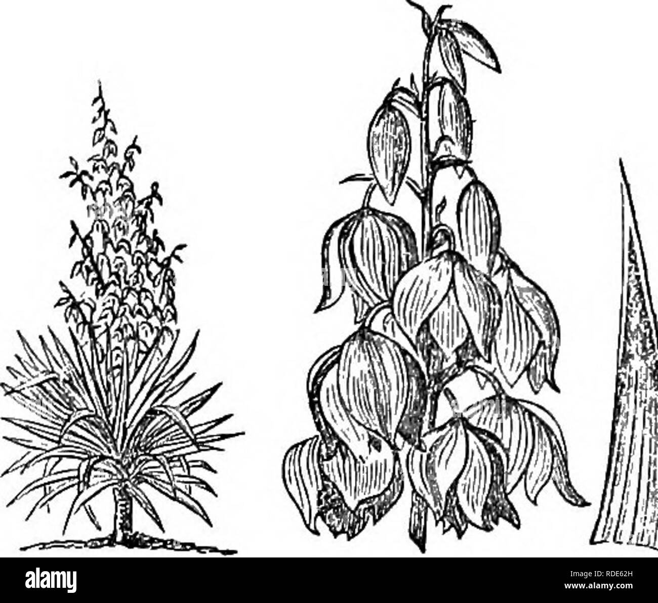 Variegated shrub shrubs evergreen Black and White Stock Photos & Images ...