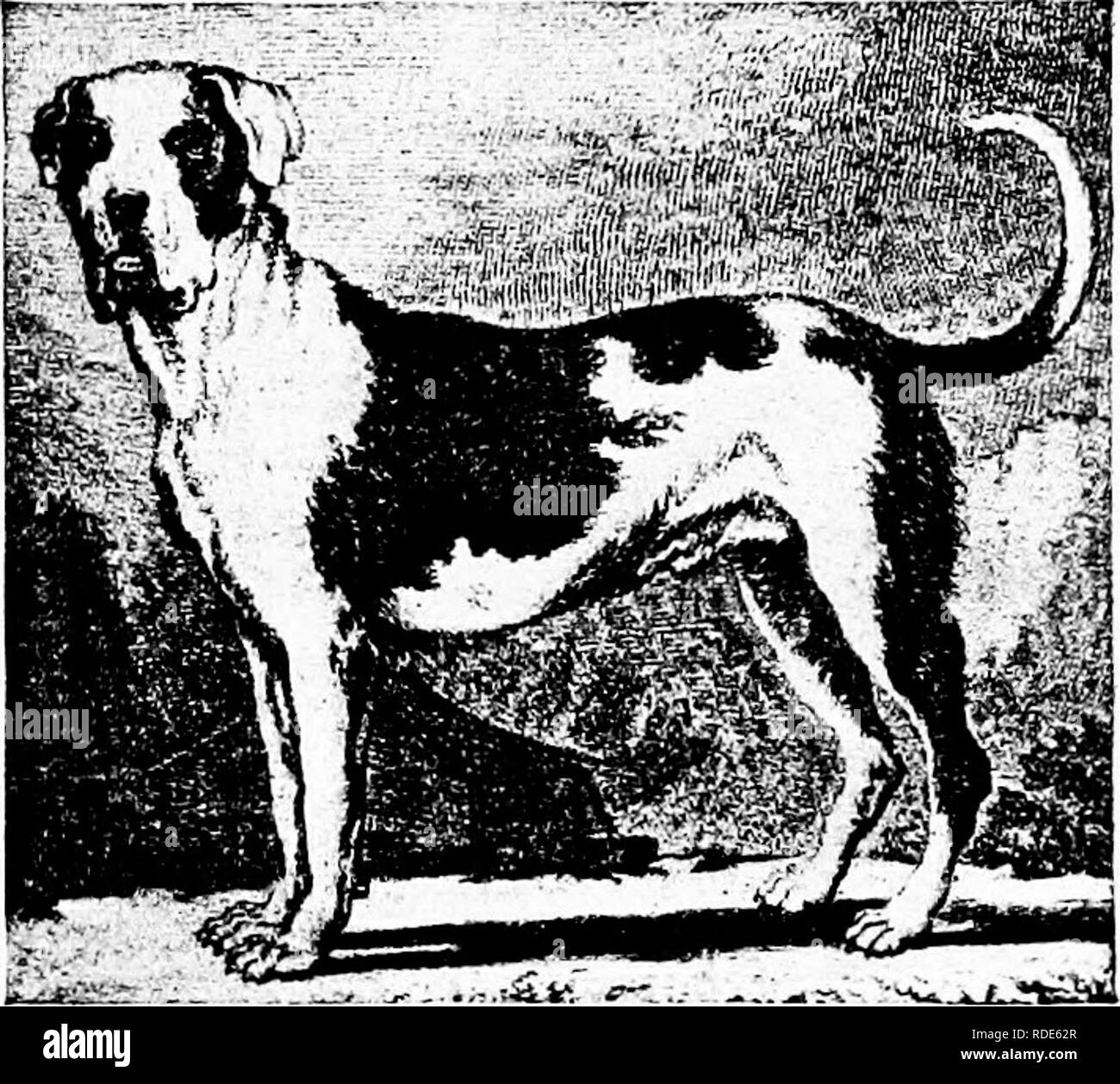 The dog book : a popular history of the dog, with practical information as  to care and management of house, kennel, and exhibition dogs, and  descriptions of all the important breeds .