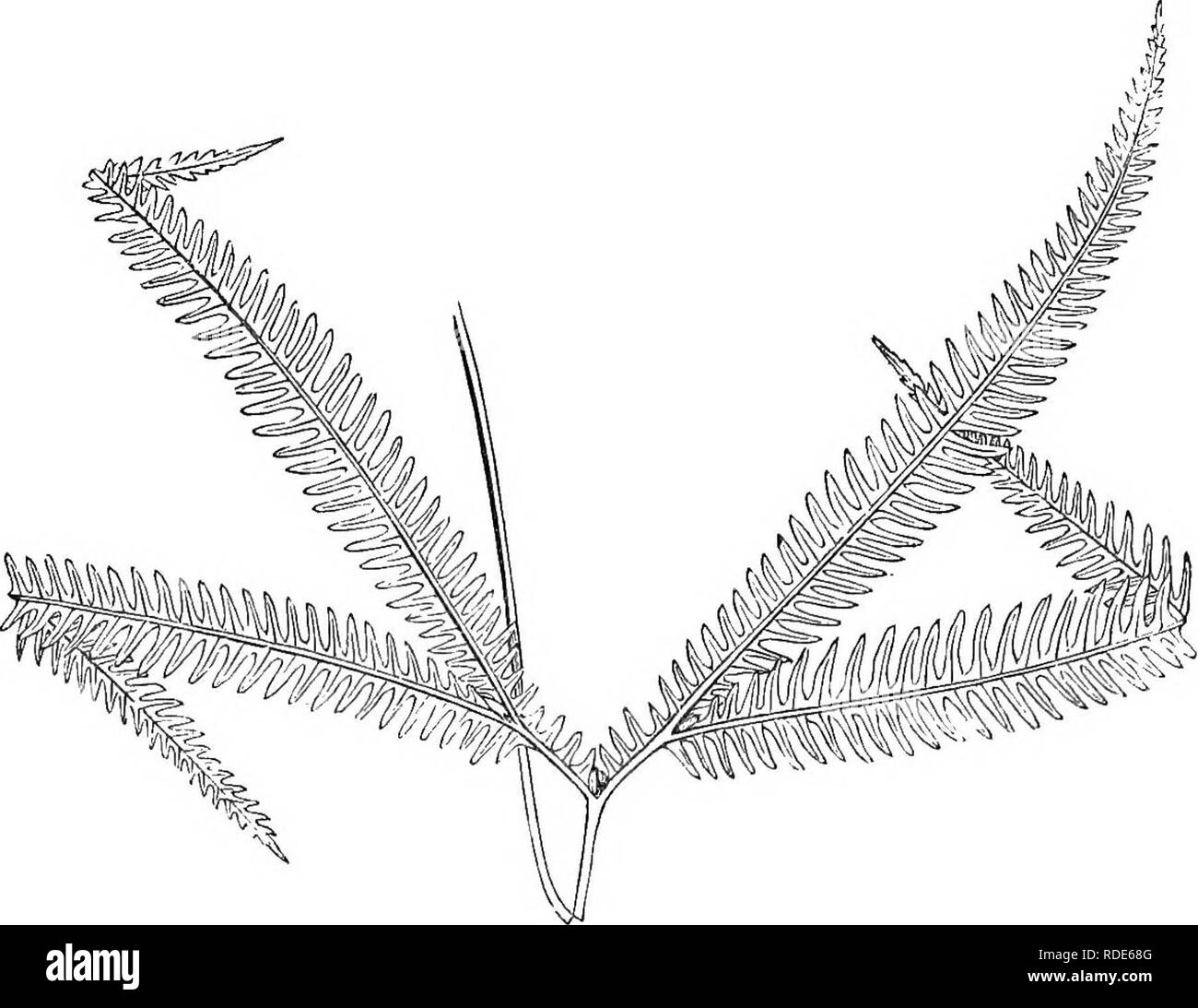 . A natural history of new and rare ferns : containing species and varieties, none of which are included in any of the eight volumes of &quot;Ferns, British and exotic&quot;, amongst which are the new hymenophyllums and Trichomanes . Ferns. Frond reduced. GLEICHENIA FURCATA. SwARTz. J. Smith. PLATE LX. Oleicheiila pubescens, var. glabra. HOOKEE. Mertensia furcata, SWAETZ. Acrostichum furcatum, LlNN^US, Polypodium furcatum. SwAETZ. OleicJienia—Named in lionour of Baron P. F. Von Gleichen, a German Botanist. Furcata—Forked. In the Section Mertensia of Authors.. Please note that these images are  Stock Photo