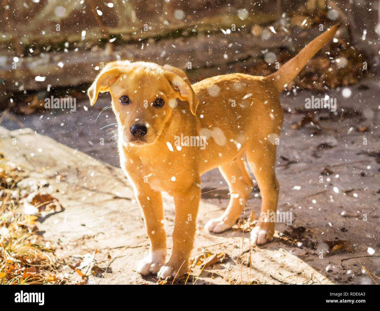Mestizo hi-res stock photography and images - Page 2 - Alamy