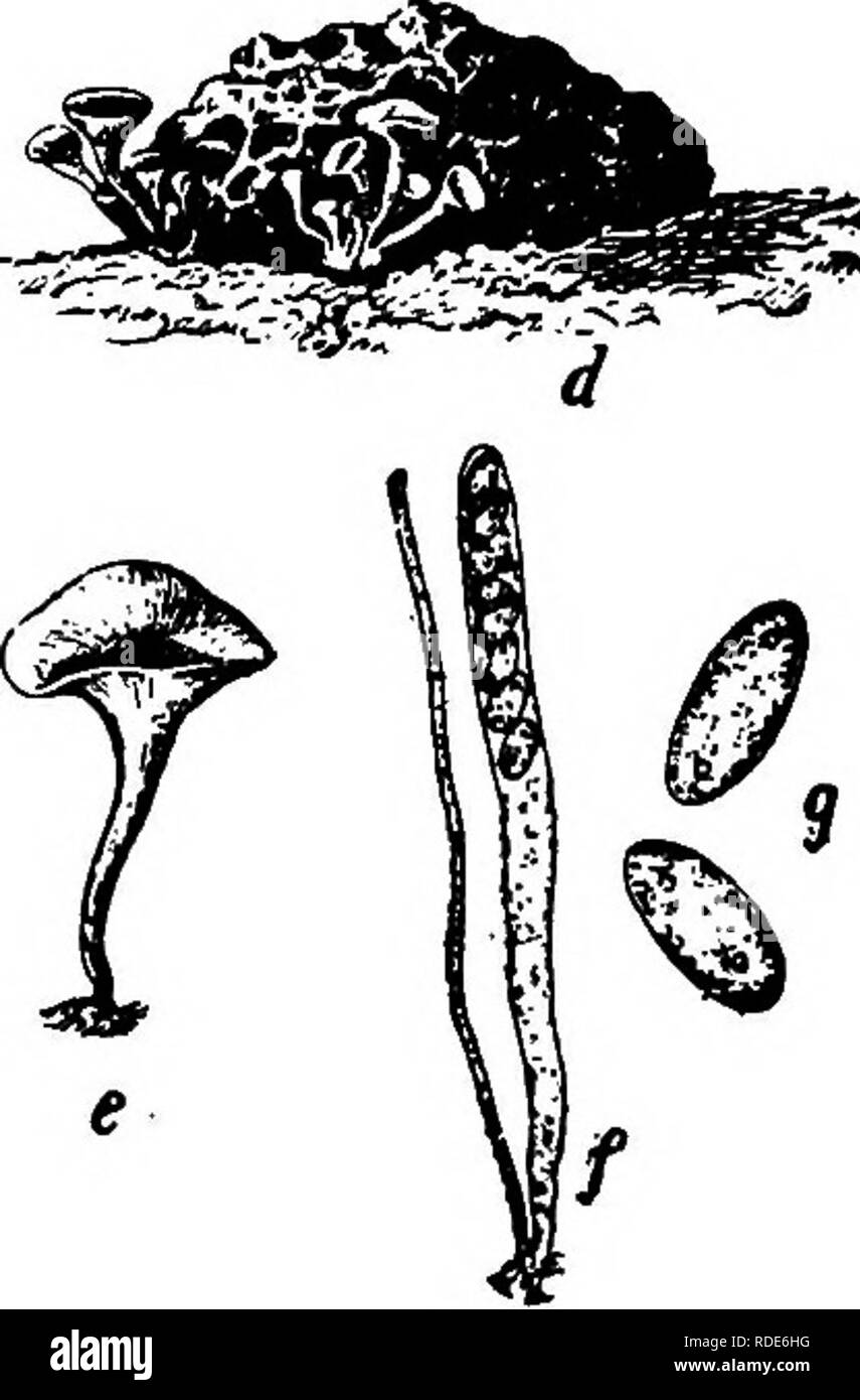 . The fungi which cause plant disease . Plant diseases; Fungi. Fig. 92.-|-Sclerotinia on plum, o, section showing a spore pustule and chains of conidia; 6, part of a spore-chain; c, spores germinating; d, a mummy plum and ascophores; e, an ascophore; /, ascus; g, mature spores. After Longyear. in nature, usually at blossom time of the host, can also produce apothecia, a fact first demonstrated by Norton. ^^ These apothecia develop in large numbers from old fruits half buried in soil, and send forth ascospores to aid in infection. The ascospores germinate readily in water and it was proved by N Stock Photo