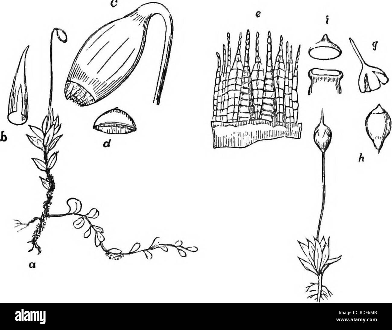 . The principles of botany, as exemplified in the Cryptogamia. For the use of schools and colleges. Cryptogams; Plant anatomy; 1853. CELLULARES, OK CELLULAR PLANTS. Fig. 29. 71. u. Bryum cuspidatiun in fruit, natural size. 6. The cuoulliform calyptra detached from the sporangium, c. Magnified sporangium, from which the operculum or lid (d) has been removed to show the peristome or mouth of the sporangium, k. A por- tion of the inner and outer peristome highly magnified. /. Physcomitrium pyriforme in fruit, showing the mitriform calyptra. g. The calyptra detached from the spo- rangium (h). i. T Stock Photo