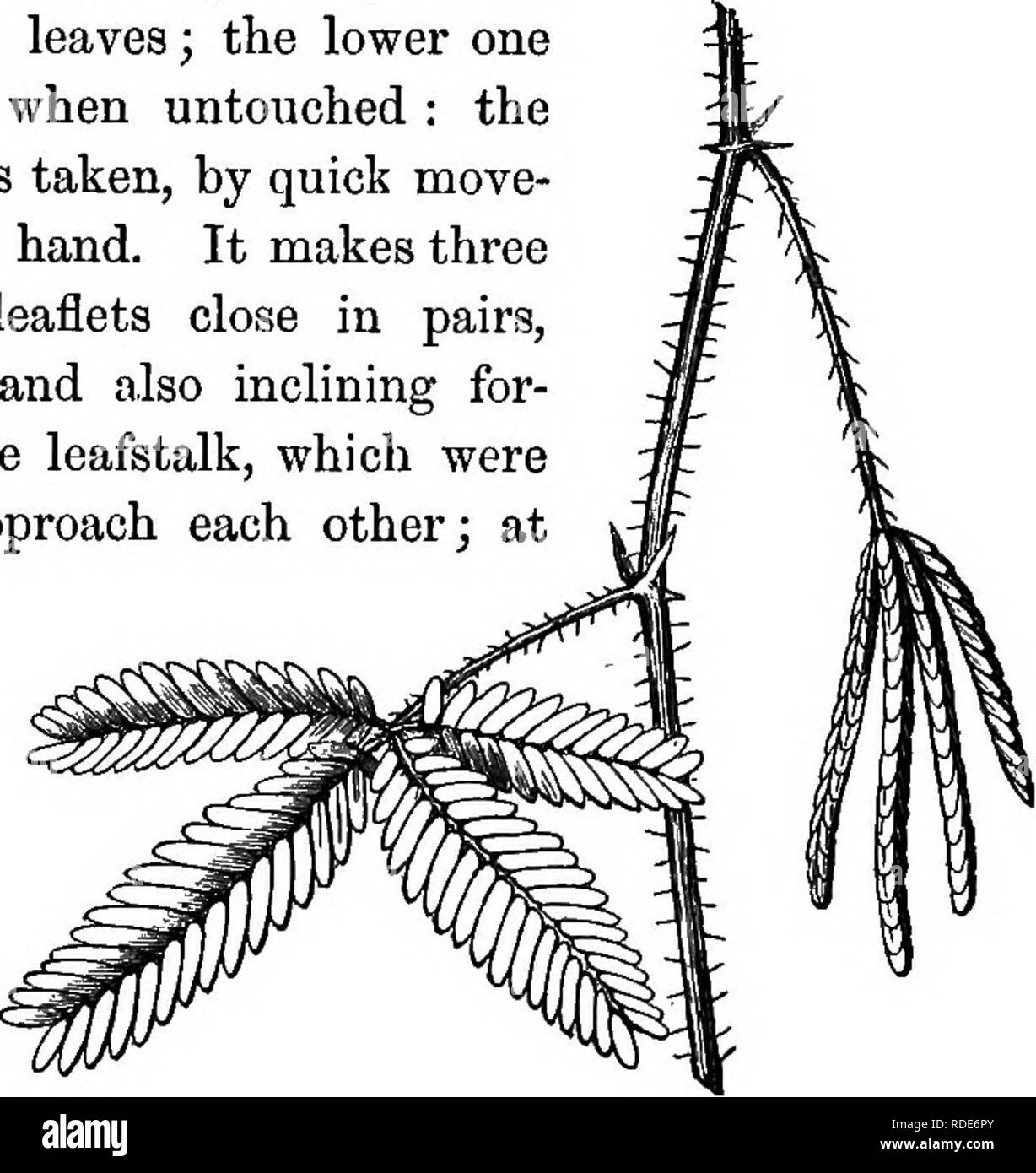 . Botany for young people : Part II. How plants behave ; how they move, climb, employ insects to work for them, &amp; c. Botany. HOW PLANTS BEHAVE, CHAPTER I. HOW PLANTS MOVE, CLIMB, AND TAKE POSITIONS. 1. Two plants — one of them common in cultivation, and the other rarer, but almost as easy to raise — are looked upon as vegetable wonders, namely, the Sensitive Plant and Desmodium gyrans. They are striking examples of 2. Plants that move their Leaves freely and rapidly. In the well-known Sensitive Plant {Mimosa pudica) the foliage quickly changes its position when touched, appearing to shrink Stock Photo