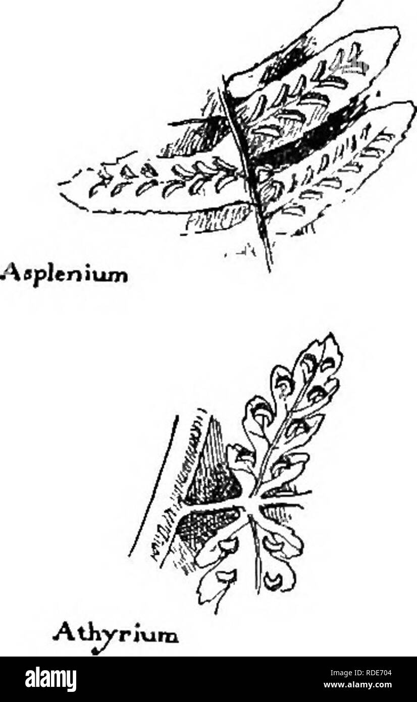 . Our ferns in their haunts; a guide to all the native species. Ferns. Campti. cl. Sori and indusiura li7iear. 111 Several times longer ^ than wide, double ; indusia opening toward each other; blade thick linear, entire. Hart's-tongue. SCOLOPENDRIUM. 268 111 Shorter, some parallel to the midrib, others oblique to it, often in pairs or joined at the ends, irregu- larly scattered on the underside of the frond ; blade tapering to a slender tip. Walking fern. Camptosorus. t 11 Short, straight mostly oblique to the midrib, indusium usually ri'arrow, opening toward the mid- rib , fronds lobed or var Stock Photo