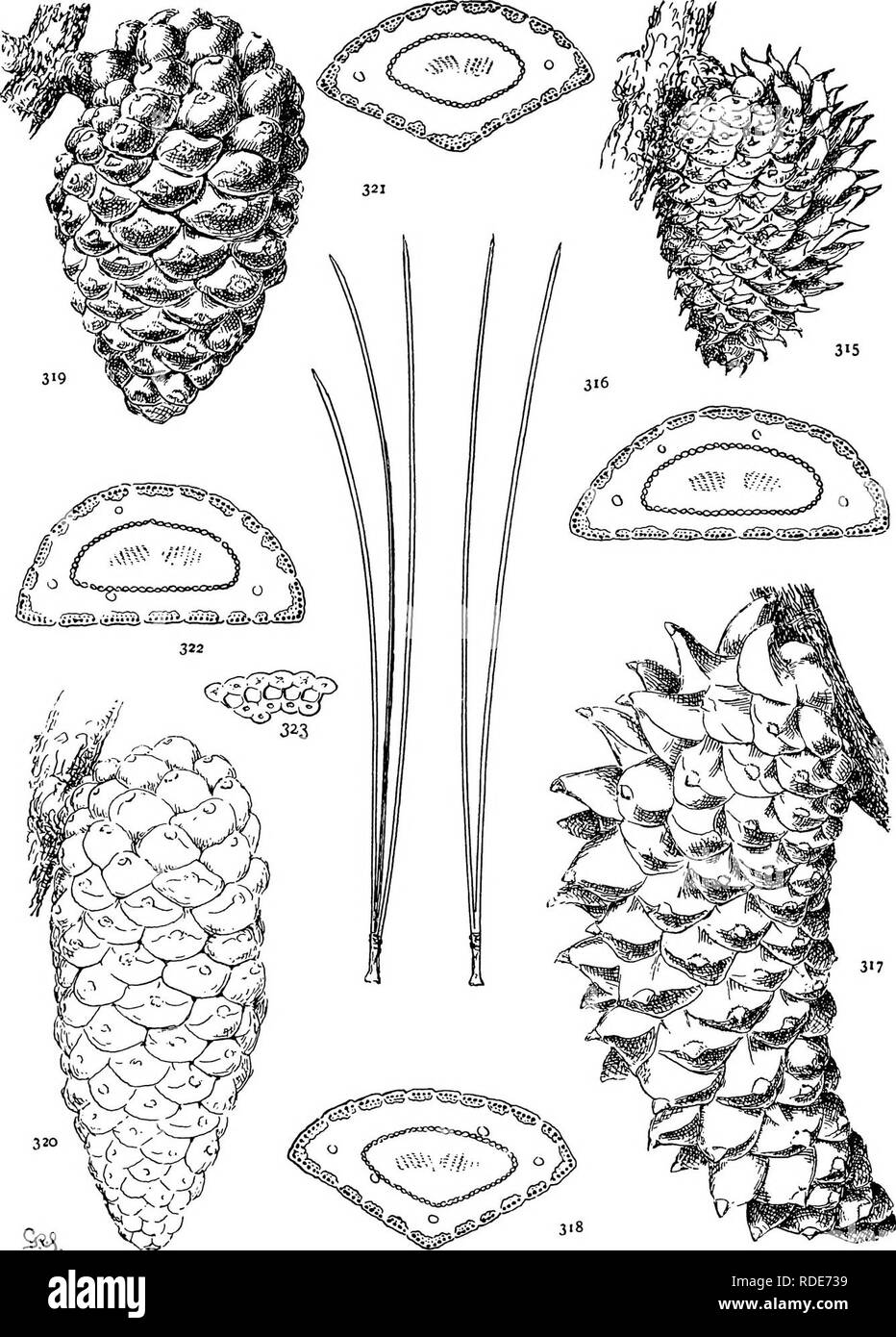 . The genus Pinus . Pine. 3'° ^^0 PLATE XXXVn. P. MURICATA (315, 316), ATTENUATA (317. 318), RADIATA (319-323). Please note that these images are extracted from scanned page images that may have been digitally enhanced for readability - coloration and appearance of these illustrations may not perfectly resemble the original work.. Shaw, George Russell, b. 1848. Cambridge : Riverside Press Stock Photo