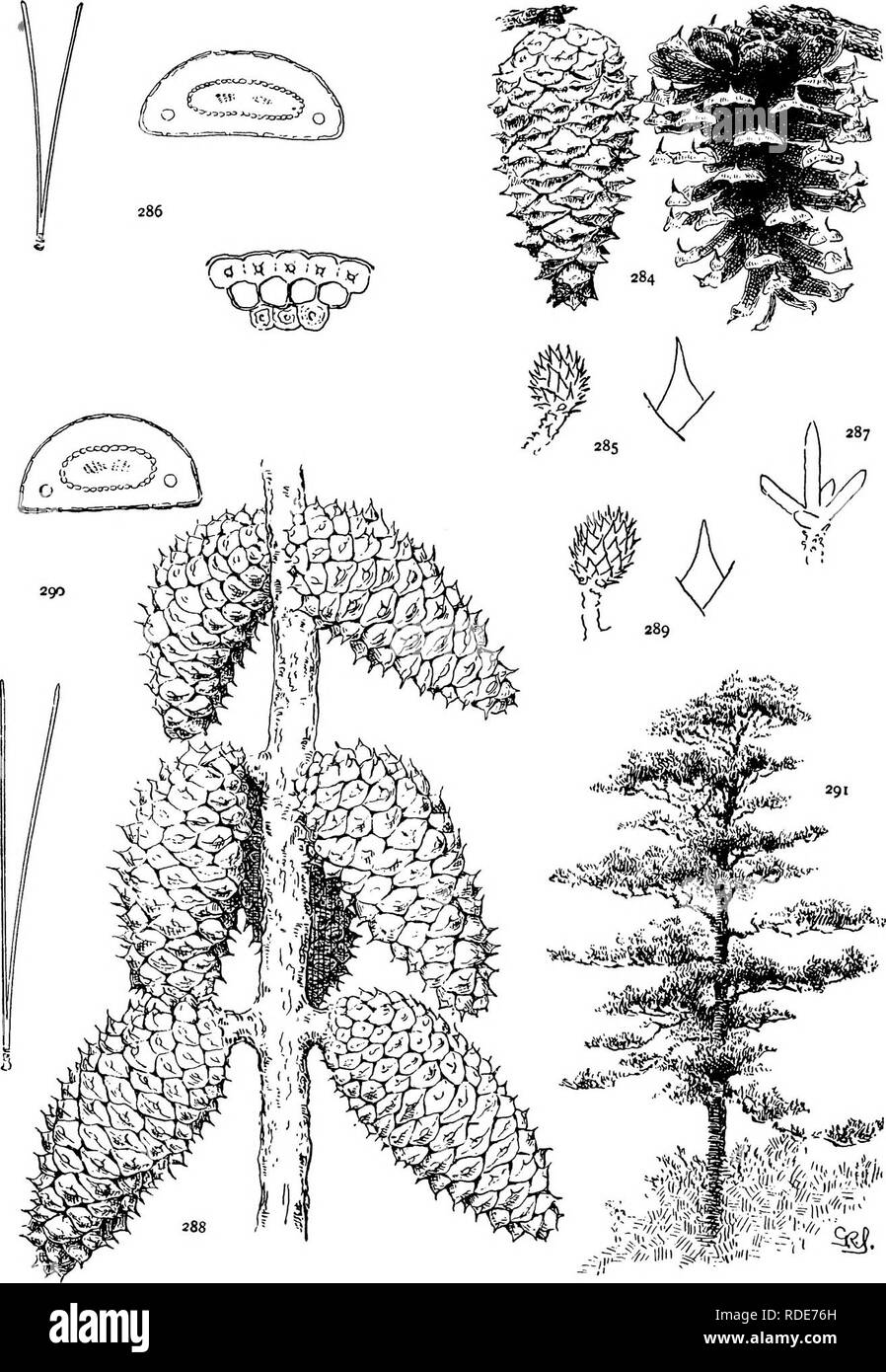 . The genus Pinus . Pine. &lt;, .f///.'/5lll)^ ////:-lli,&lt;r-'|:.///'- v.w-  ' PLATE XXXin. P. VIRGINIANA (284-287), CLAUSA (288-291). Please note that these images are extracted from scanned page images that may have been digitally enhanced for readability - coloration and appearance of these illustrations may not perfectly resemble the original work.. Shaw, George Russell, b. 1848. Cambridge : Riverside Press Stock Photo