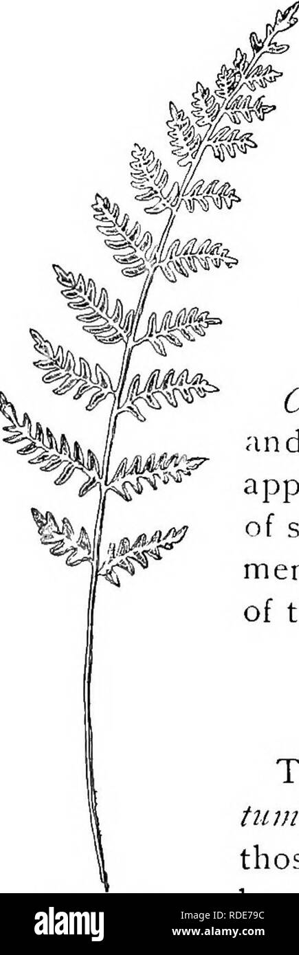 . Our ferns in their haunts; a guide to all the native species. Ferns. 242 CHEILANTHES AND MAIDENHAIR. Cheilanthes Alabamensis. From all the species of Cheilanthes within our limits, this species may be distinguished by its smooth blades. The fronds grow to be a foot or more long and are borne on slender, wiry, black stipes. They are lanceolate in outline and about twice pinnate with numerous ovate- lanceolate, short-stalked pinnse. The pinnules are oblong, broadest at base, often with an ear- like process on the outer edge, and variously toothed. The indusium is pale, membranous and more or l Stock Photo