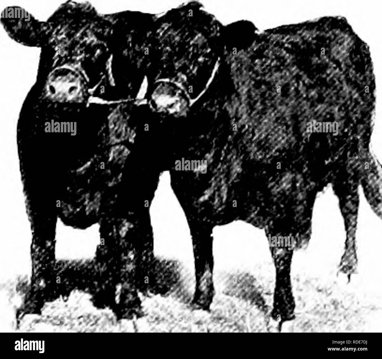 Pure bred beef cattle Black and White Stock Photos & Images - Alamy