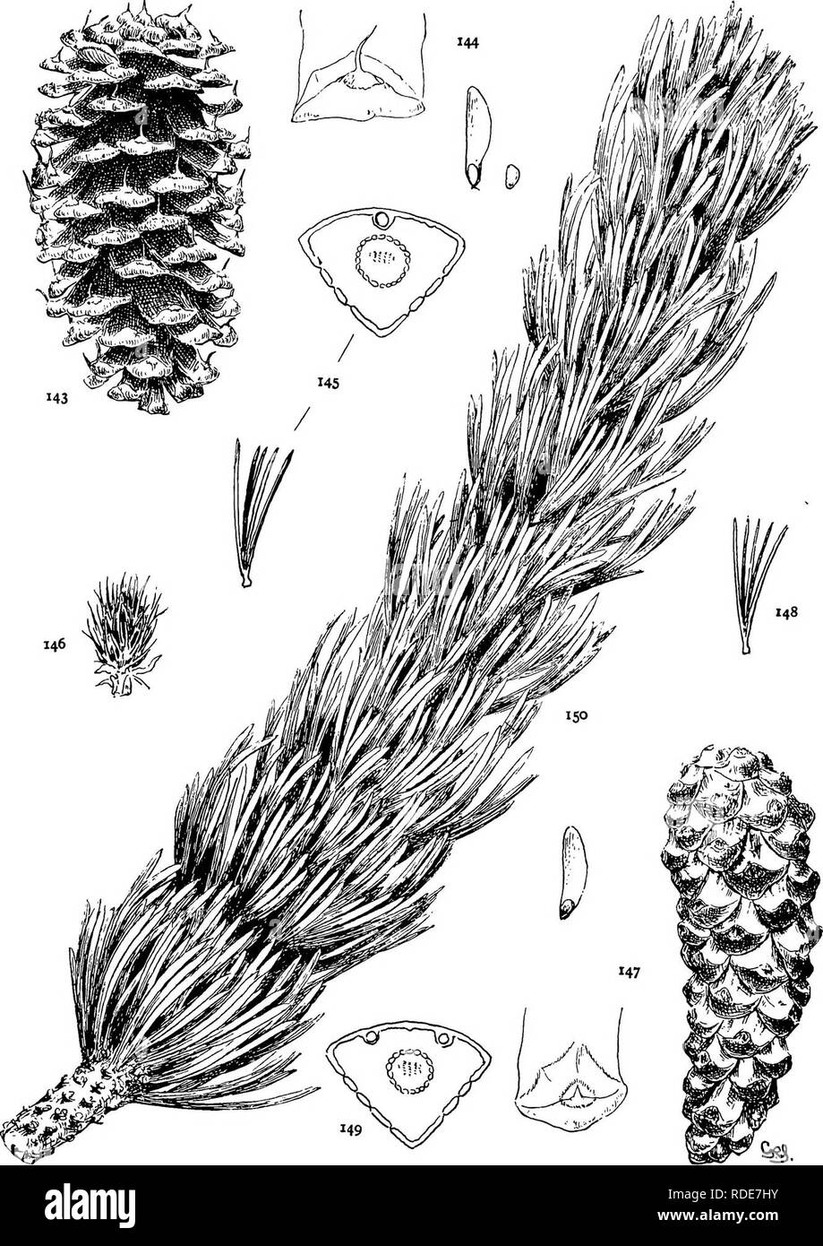 . The genus Pinus . Pine. PLATE XV. P. AMSTATA (143-146), BALFOURIANA (147-150). Please note that these images are extracted from scanned page images that may have been digitally enhanced for readability - coloration and appearance of these illustrations may not perfectly resemble the original work.. Shaw, George Russell, b. 1848. Cambridge : Riverside Press Stock Photo