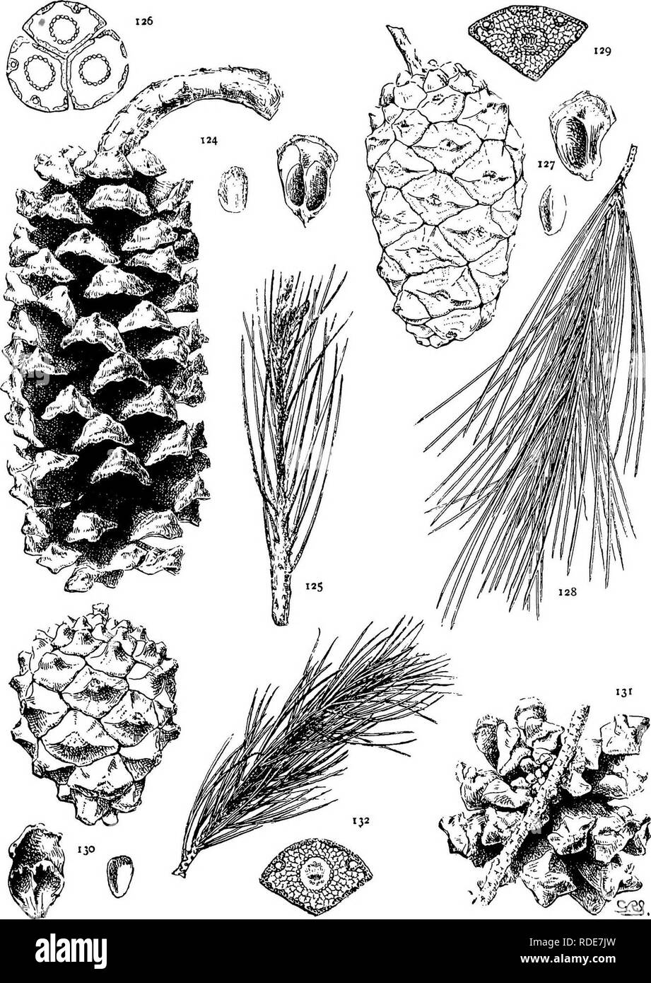 . The genus Pinus . Pine. PLATE XIII. P. NELSONII (124-126), PINCEANA (127-129), CEMBROIDES (130-132). Please note that these images are extracted from scanned page images that may have been digitally enhanced for readability - coloration and appearance of these illustrations may not perfectly resemble the original work.. Shaw, George Russell, b. 1848. Cambridge : Riverside Press Stock Photo