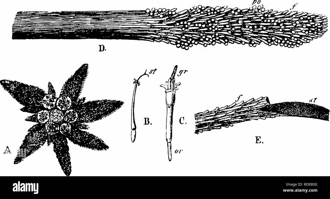 . Handbook of flower pollination : based upon Hermann Mu?ller's work 'The fertilisation of flowers by insects' . Fertilization of plants. 6o6 ANGIOSPERMAE—DICOTYLEDONES ' Pyreneenbl.,' p. 363.)—This species is monoecious. Twenty to thirty male disk- florets with a considerably larger number of female ray-florets are aggregated into a head 4 mm. in diameter. Conspicuousness is enhanced by the cauline leaves, which are covered with a thick white hairy coat and surround the corymb of tiny heads to form a whitish star of 20 to 40 or 50 mm. in diameter. The ray-florets possess a narrow corolla-tube Stock Photo