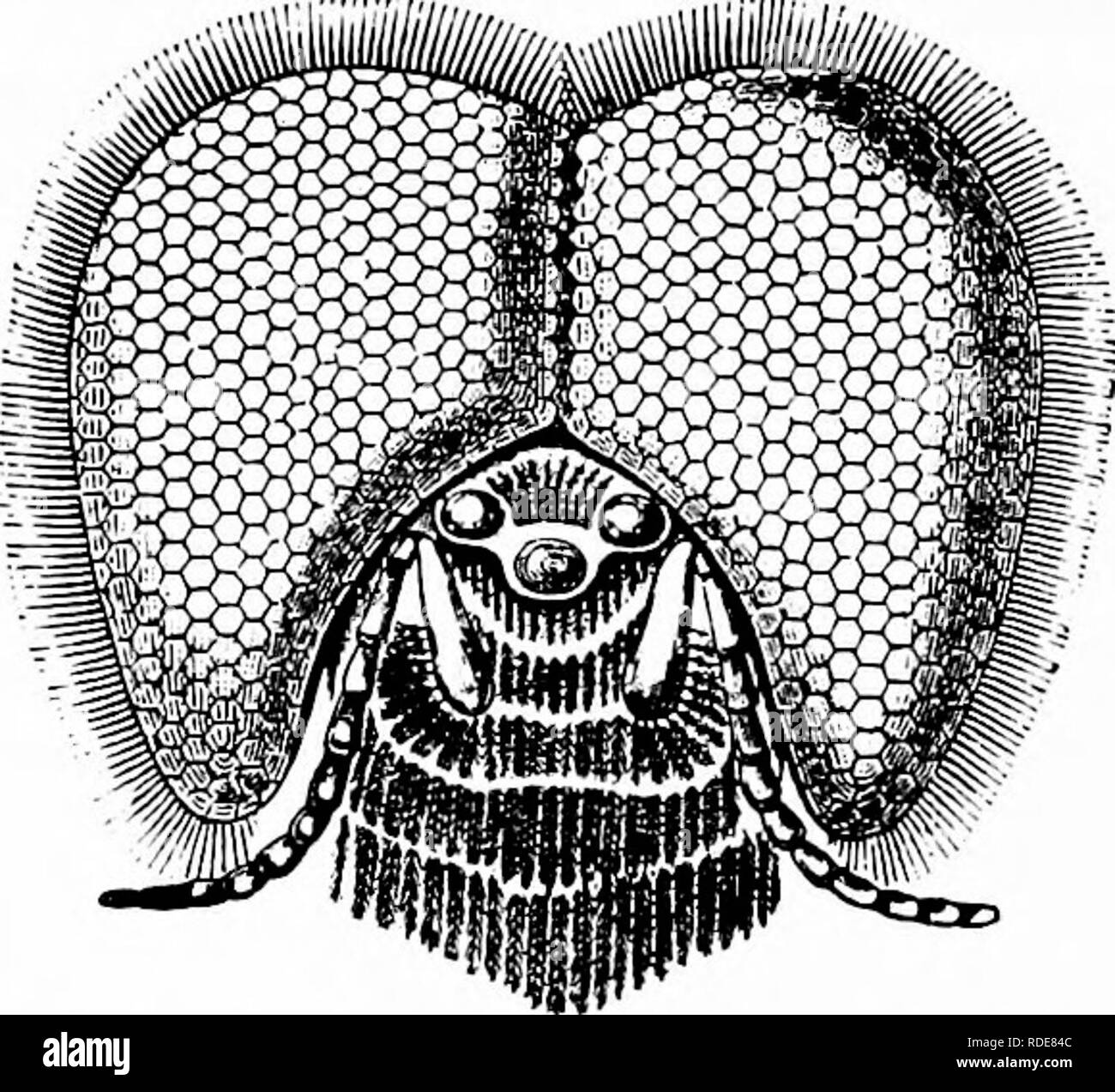 Compound eyes vision flower Black and White Stock Photos & Images Alamy