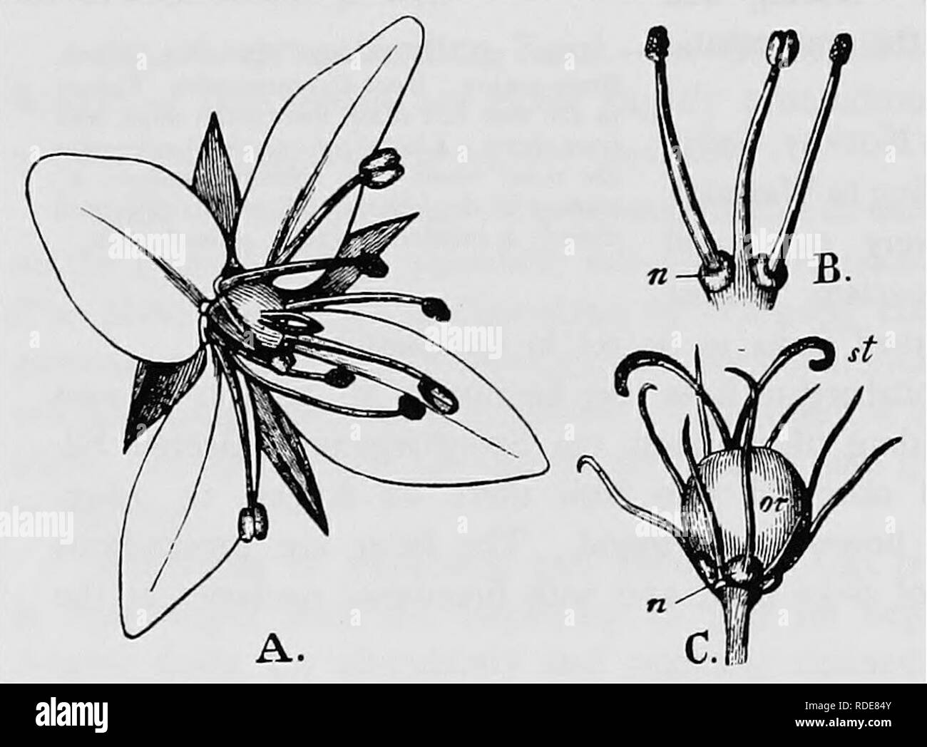 . Handbook of flower pollination : based upon Hermann Mu?ller's work 'The fertilisation of flowers by insects' . Fertilization of plants. i84 ANGIOSPERMAE—DICOTYLEDONES xxxviii, 1896; Schulz, 'Beitrage,' II, pp. 46—7; Kirchner, 'Flora v. Stuttgart,' P- 235.)—Hermann Miiller describes the flowers as protogynous, with stigmas persisting for a long time, while A. Schulz found them to be almost always homogamous, though sometimes slightly protandrous or slightly protogynous. At the base of each of the five outer stamens there is a fleshy swelling, which secretes a relatively large drop of nectar.  Stock Photo