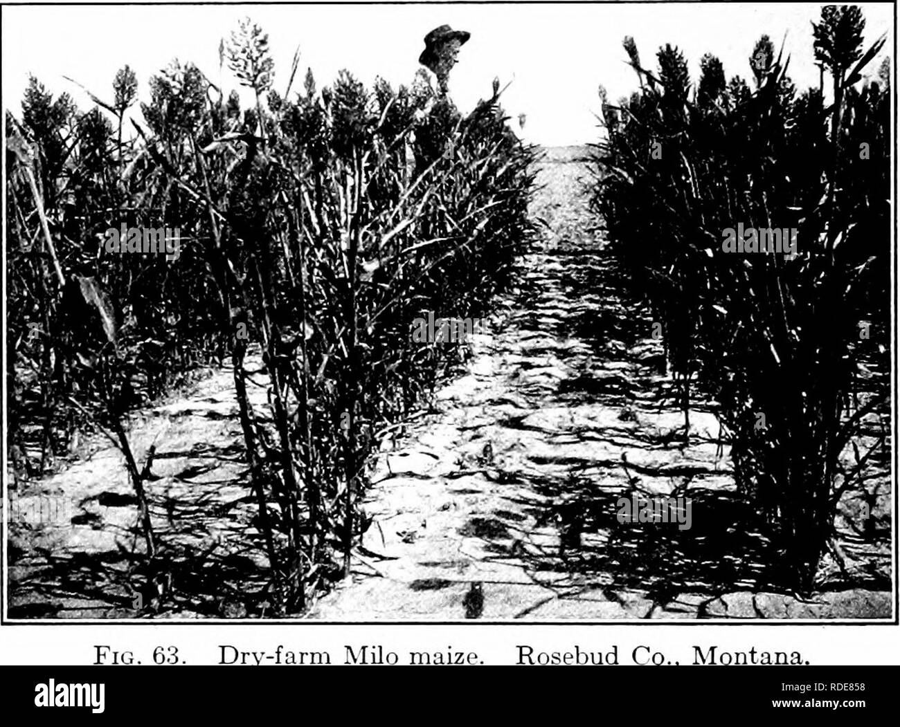 Food production sugars Black and White Stock Photos & Images Alamy