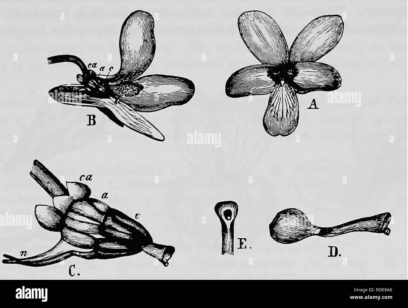 . Handbook of flower pollination : based upon Hermann Mu?ller's work 'The fertilisation of flowers by insects' . Fertilization of plants. VIOLARIEAE 141 Visitors.—Hart observed an owlet-moth—CucuUia umbratica L.—a butterfly— Hipparchia janira L.—and humble-bees. Wittrock noticed Bombus subterraneus L. and several butterflies near Stockholm. 362. V. pinnata L. (Herm. MuUer, ' Alpenblumen,' p. 151.)—The lower lip possesses no hairs for the reception of the pollen which falls from the cone of anthers. The proboscis of an insect when thrust into the spur is, therefore, not covered with pollen from Stock Photo