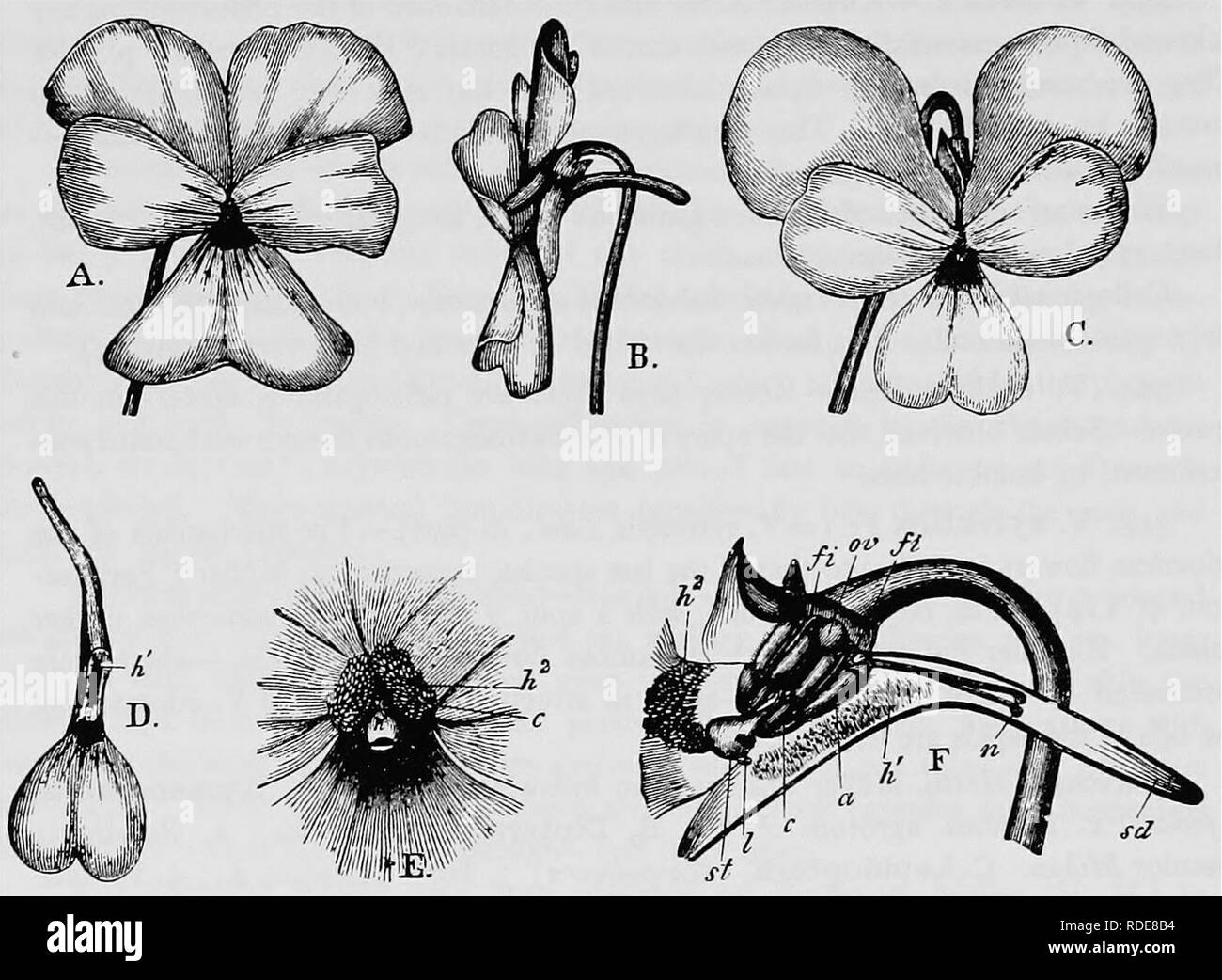 Anther tubes Black and White Stock Photos & Images - Alamy