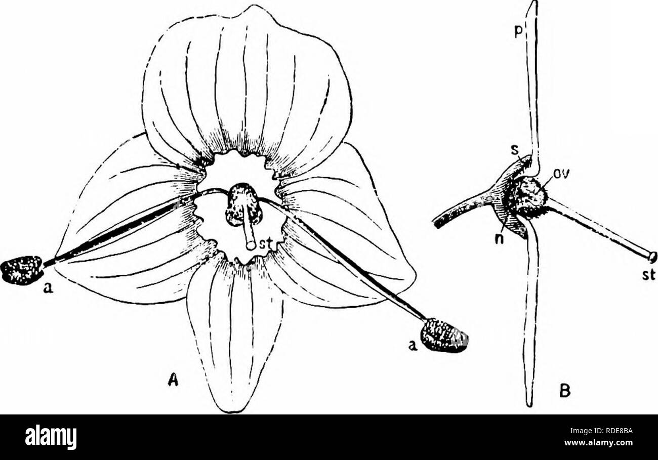 . Handbook of flower pollination : based upon Hermann Mu?ller's work 'The fertilisation of flowers by insects' . Fertilization of plants. SCROPHULARINEAE 189 A. Diptera. {a) Musddae: i. Anthomyia sp., in large numbers, skg. (b) Syrphidae: 2. Ascia podagrica /&quot;., in large numbers, skg.; 3. Syritta pipiens Z., do.; 4. Rhingia rostrata Z., skg. and po-dvg.; usually drawing the stamens under it while skg. B. Hymenoptera. {a) Apidae: 5. Anthophora retusa Z. (=A. haworthana K^ J, skg.; 6. Apis mellifica Z. 5, numerous, skg.; 7. Bombus pratorum Z.: a small 5, after skg. a single flower, always f Stock Photo