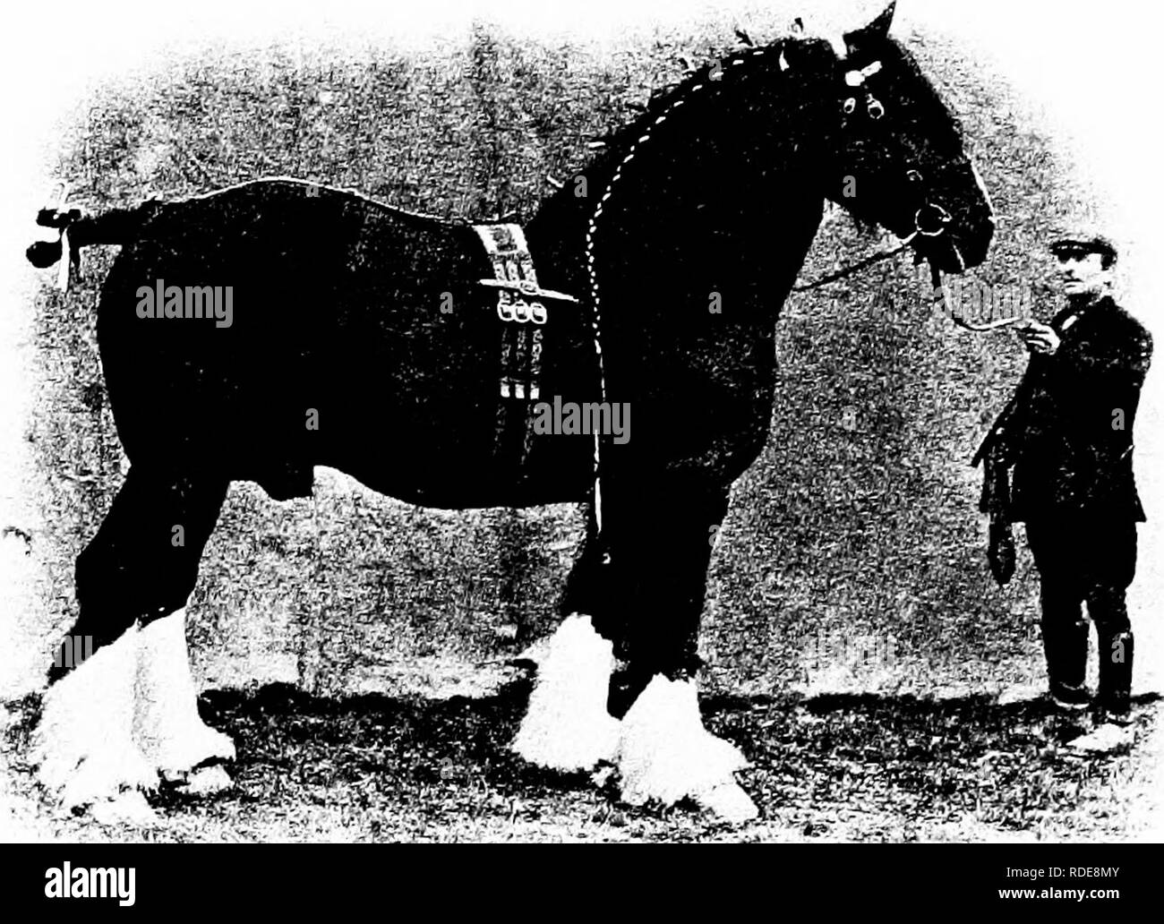 Shire Horse Blythwood Conqueror Date Hi res Stock Photography And