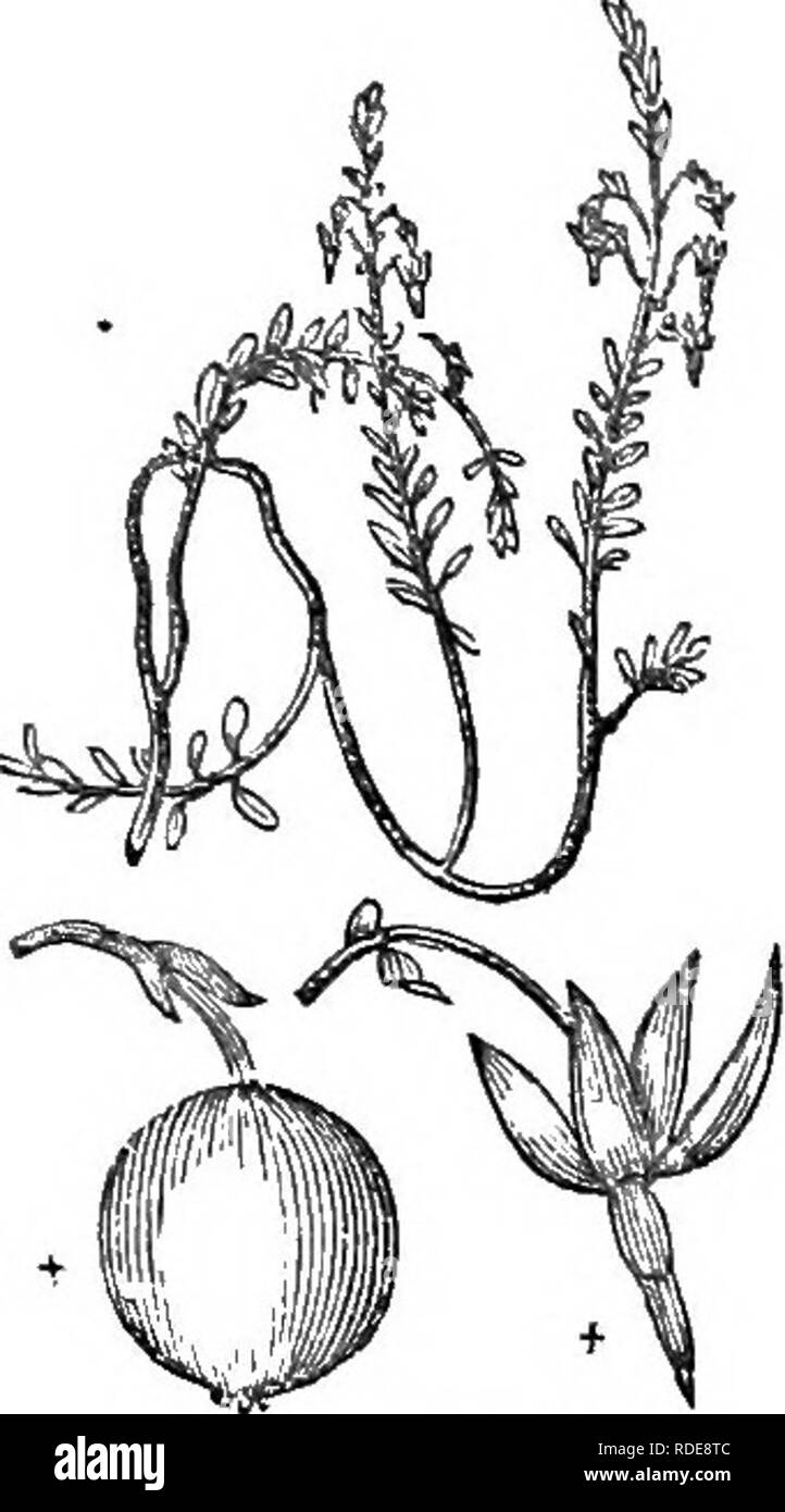 Trailing shrub Black and White Stock Photos & Images - Alamy