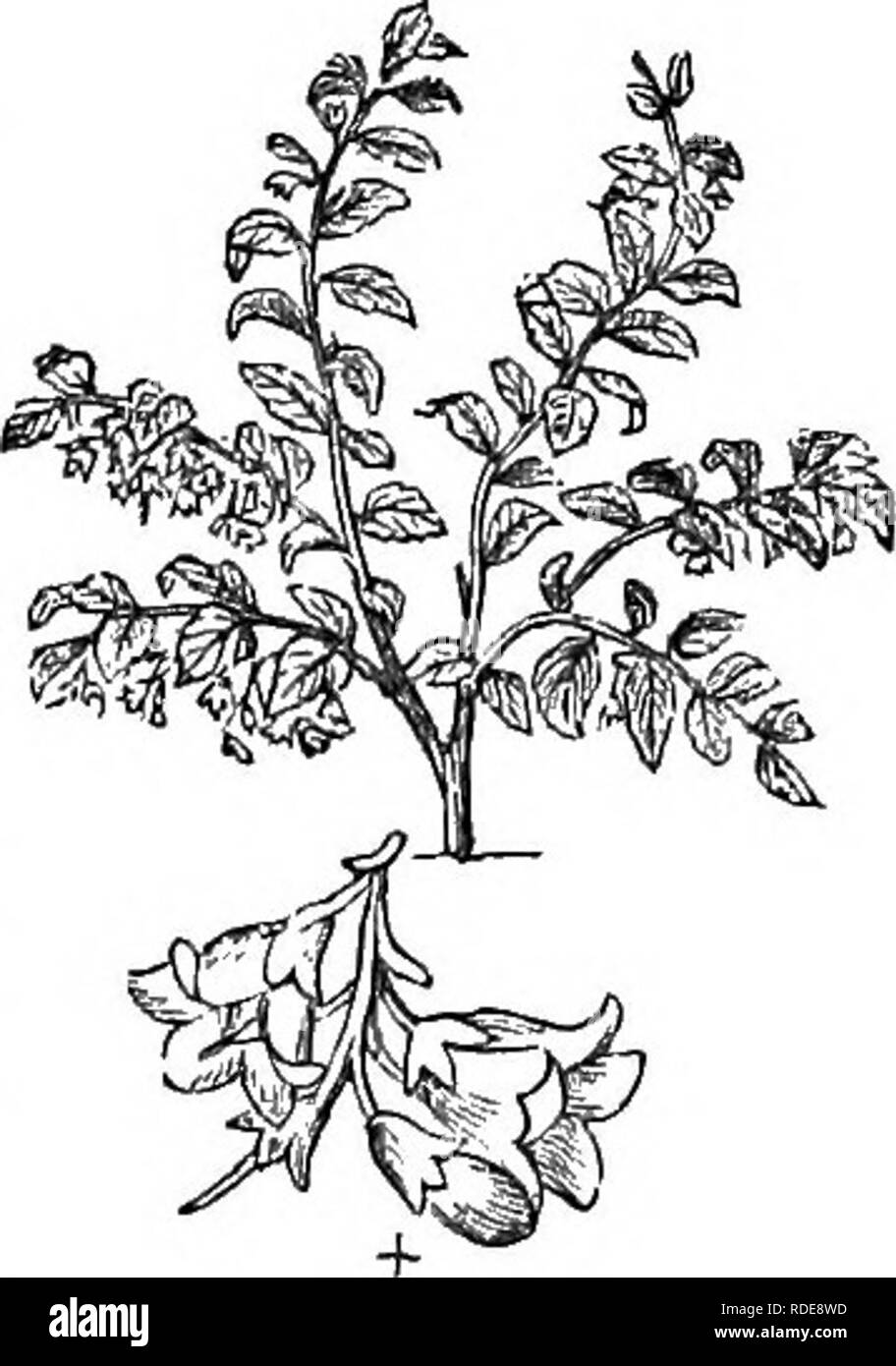Well branched shrub Black and White Stock Photos & Images - Alamy