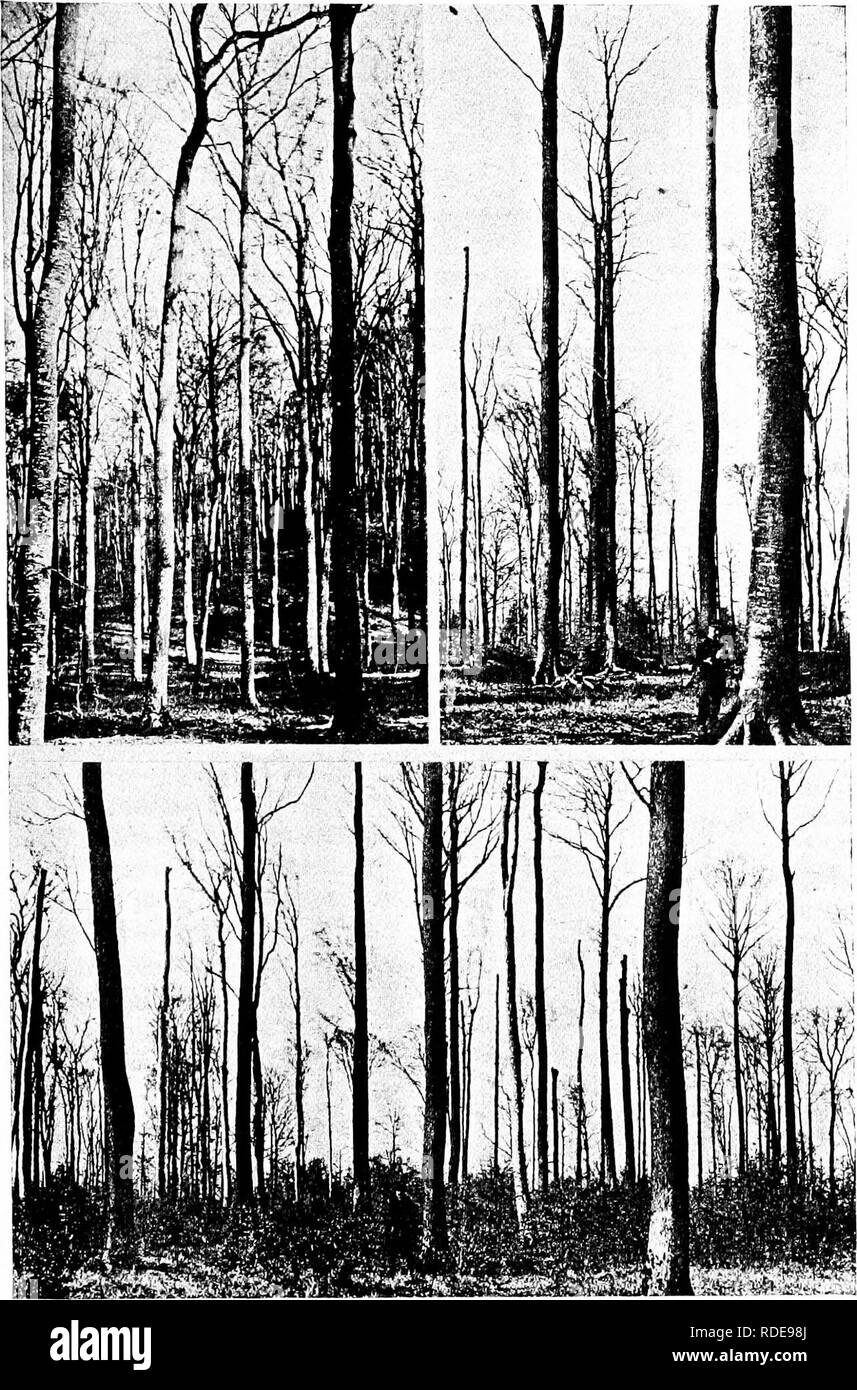 . Studies in French forestry . Forests and forestry. Fig. 6 {d to/). — State forest of Hez-Froidmont. (d — top left) Appearance after seed felling is completed; (e — top right), (/—bottom) Secondary felling showing regeneration secured by seed felling. The advance growth in the background will be cut back, so as to assure an even-aged stand. 59. Please note that these images are extracted from scanned page images that may have been digitally enhanced for readability - coloration and appearance of these illustrations may not perfectly resemble the original work.. Woolsey, Theodore Salisbury, 18 Stock Photo