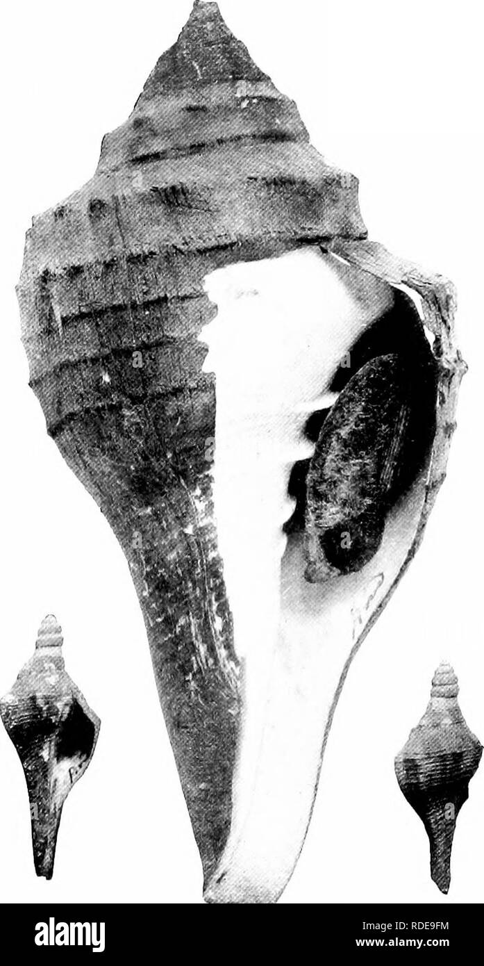 . Report to the government of Baroda on the marine zoology of Okhamandal in Kattiawar . Marine animals. Fig. 3.âThe Indian Chank, Tur- binelia pyrum, Linn., central type of form. Fig. 4.âElongated variety from the Andaman Islands. Adult and two very young specimens. The latter show the protoconch persisting. IFifis. 1, L', n.,Hl::. i,l,nh,,irni,ln,i h/t rit-;./!,,: K,ii,, ,!/,(â,?;,â , ;;Â»,â,/,,; f:â, i /,,, iâ,i:â,,i mâ &lt;,l,',.llu.]. Please note that these images are extracted from scanned page images that may have been digitally enhanced for readability - coloration and appearance of the Stock Photo