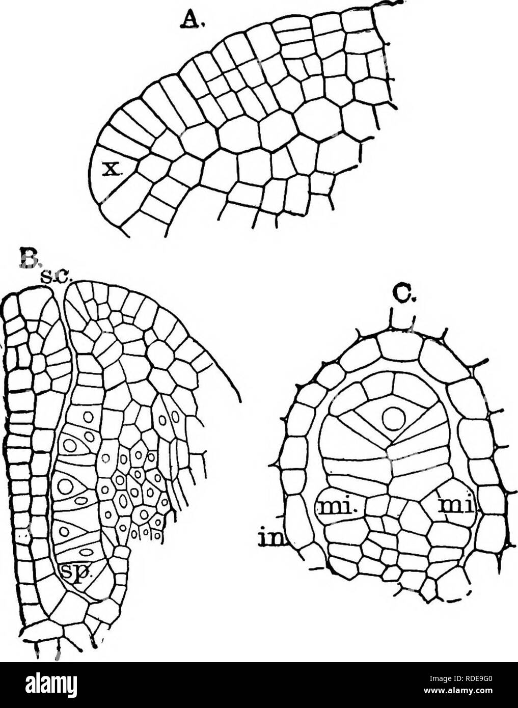 . The structure and development of mosses and ferns (Archegoniatae). Plant morphology; Mosses; Ferns. 436 MOSSES AND FERNS CHAP. the young fertile segment of the leaf of Schizcea, where the relation of the sporangia to the leaf margin is very similar. Up to the time the cavities begin to form, the young fruit is composed of uniform tissue, but shortly after, the tissue sys- tems become differentiated, and the peduncle of the sporocarp is formed. At this time the vascular bundle of the peduncle can be recognised, and joins that of the sterile segment near. Fig. 2S5.—Marsilia quadrifolia. A, Hor Stock Photo