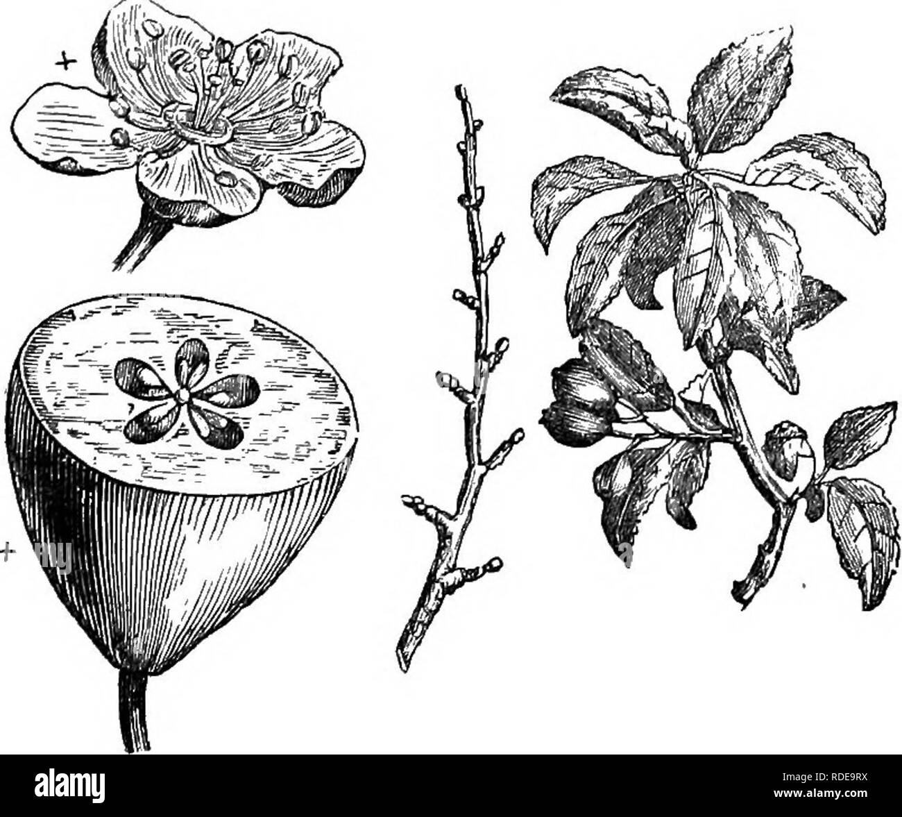 . Trees and shrubs : an abridgment of the Arboretum et fruticetum britannicum : containing the hardy trees and schrubs of Britain, native and foreign, scientifically and popularly described : with their propagation, culture and uses and engravings of nearly all the species. Trees; Shrubs; Forests and forestry. China and Cochin China. Height IS ft. to 20 ft. Introduced in 1820. Flowers white, slightly tinted with pink. Fruit large, edible, yellowish green when ripe ; rarely seen in England. Differs from the common pear in having longer and greener branches, and larger, more lucid, and almost ev Stock Photo